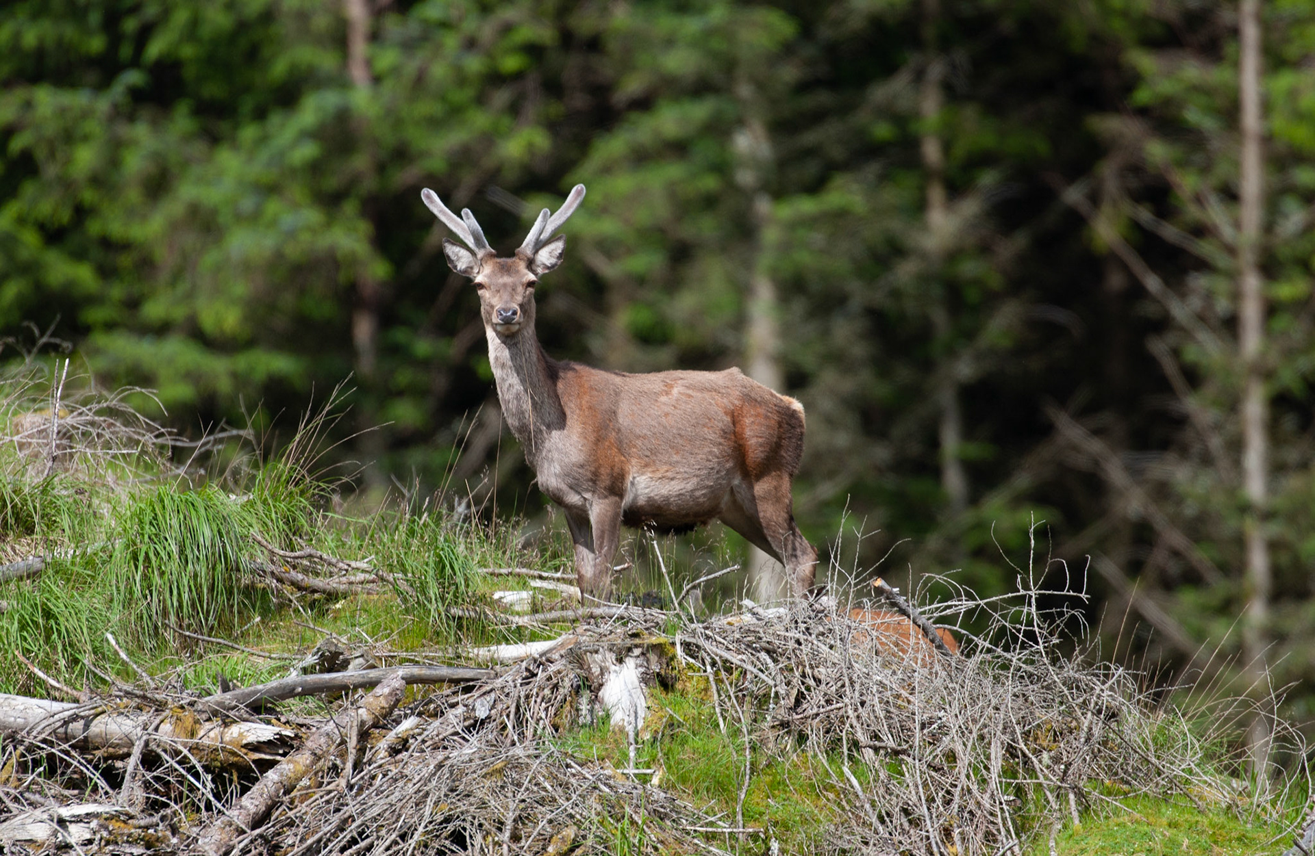 [#Beginning of Shooting Data Section]Nikon D1X2002/06/27 10:07:49.0RAW (12-bit) Image Size:  Large (3008 x 1960)ColorLens: 600mm f/4Focal Length: 600mmExposure Mode: Programmed Auto*Metering Mode: Multi-Pattern1/1000 sec - f/4Exposure Comp.: 0 EVSensitivity: ISO 200White Balance: AutoAF Mode: AF-CTone Comp: NormalFlash Sync Mode: Not AttachedColor Mode: Mode II (Adobe RGB)Hue Adjustment: 0Sharpening: NoneNoise Reduction: Image Description:                                Camera ID: SCOLatitude: N 56° 36' 50.4"Longitude: W 4° 59' 36.6"Altitude: 74.00 m[#End of Shooting Data Section]