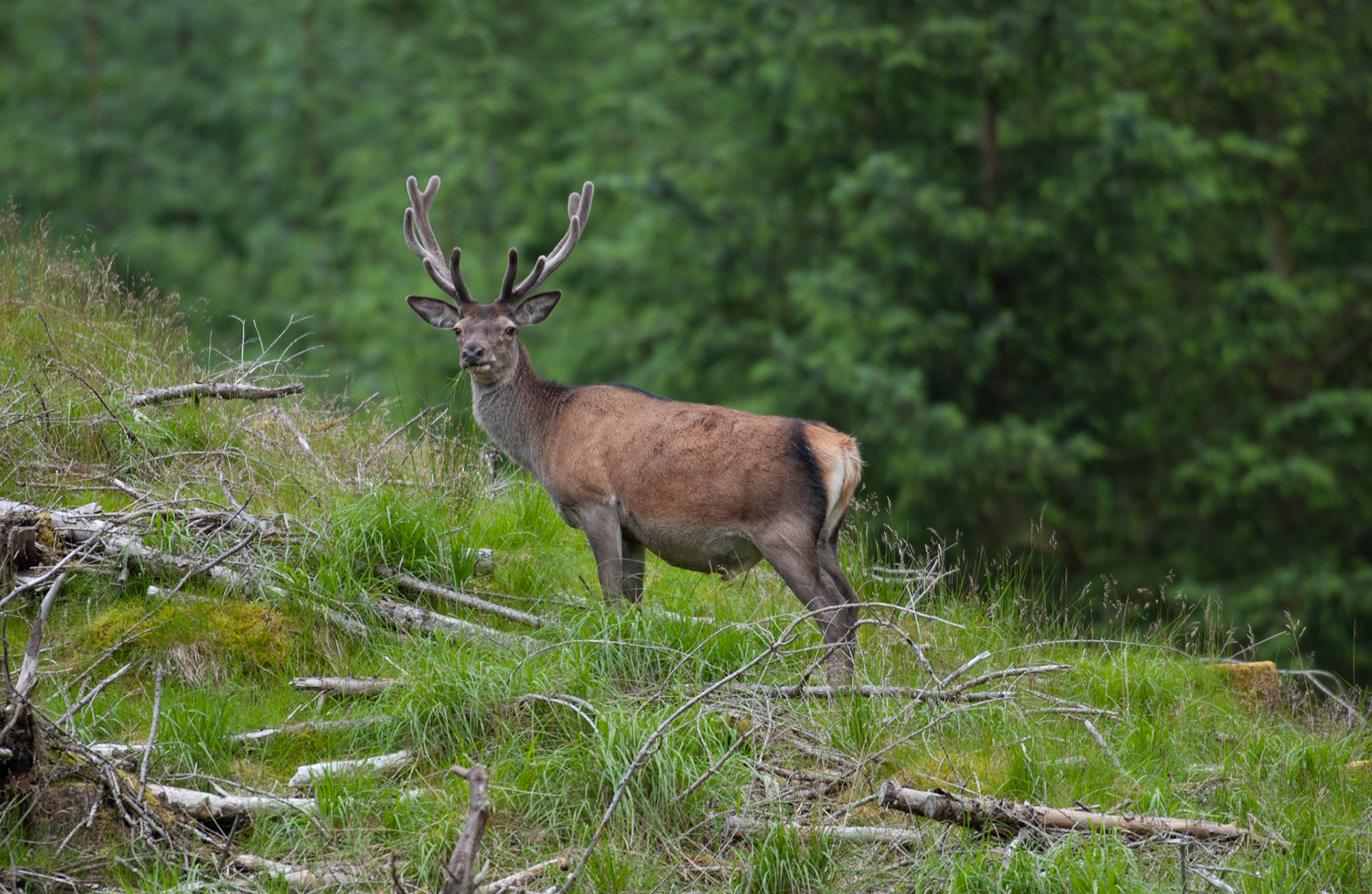 [#Beginning of Shooting Data Section]Nikon D1X2002/06/27 10:23:09.2RAW (12-bit) Image Size:  Large (3008 x 1960)ColorLens: 600mm f/4Focal Length: 600mmExposure Mode: Programmed Auto*Metering Mode: Multi-Pattern1/250 sec - f/4Exposure Comp.: 0 EVSensitivity: ISO 125White Balance: AutoAF Mode: AF-CTone Comp: NormalFlash Sync Mode: Not AttachedColor Mode: Mode II (Adobe RGB)Hue Adjustment: 0Sharpening: NoneNoise Reduction: Image Description:                                Camera ID: SCO[#End of Shooting Data Section]