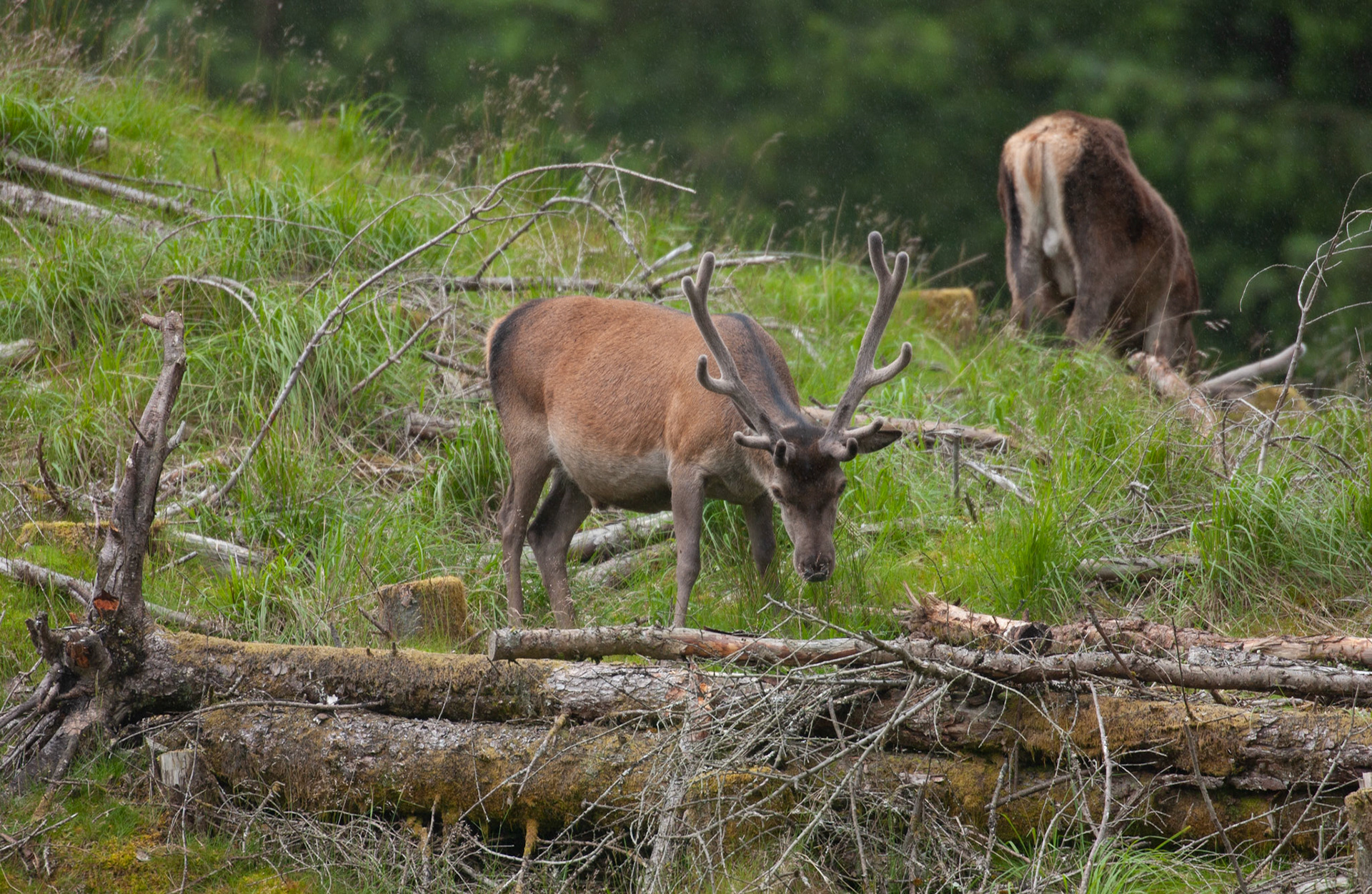 [#Beginning of Shooting Data Section]Nikon D1X2002/06/27 10:58:44.1RAW (12-bit) Image Size:  Large (3008 x 1960)ColorLens: 600mm f/4Focal Length: 600mmExposure Mode: Programmed Auto*Metering Mode: Multi-Pattern1/750 sec - f/4Exposure Comp.: 0 EVSensitivity: ISO 400White Balance: AutoAF Mode: AF-CTone Comp: More ContrastFlash Sync Mode: Not AttachedColor Mode: Mode II (Adobe RGB)Hue Adjustment: 0Sharpening: NoneNoise Reduction: Image Description:                                Camera ID: SCO[#End of Shooting Data Section]