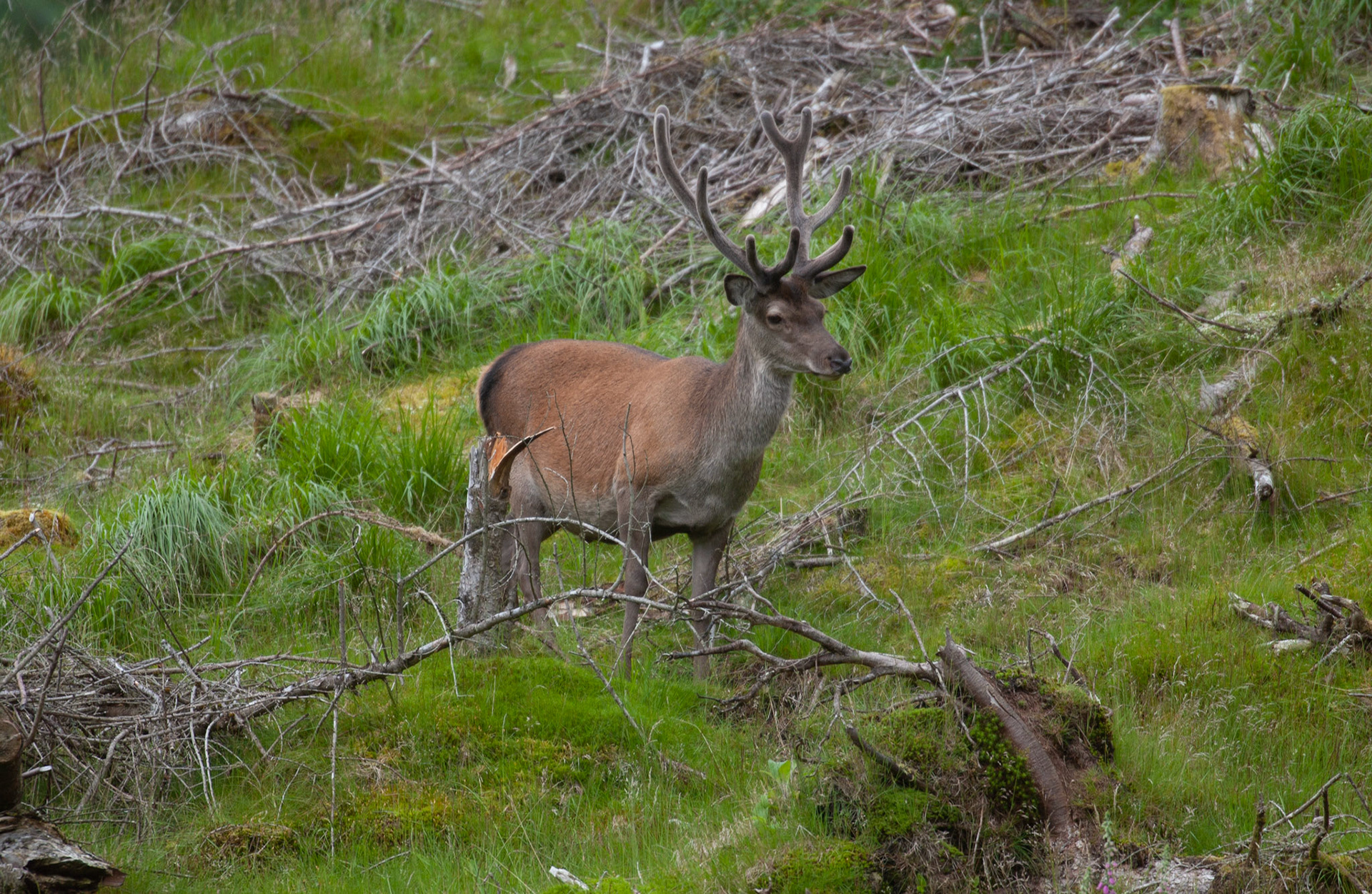 [#Beginning of Shooting Data Section]Nikon D1X2002/06/27 10:48:53.4RAW (12-bit) Image Size:  Large (3008 x 1960)ColorLens: 600mm f/4Focal Length: 600mmExposure Mode: Programmed Auto*Metering Mode: Multi-Pattern1/640 sec - f/4Exposure Comp.: 0 EVSensitivity: ISO 400White Balance: AutoAF Mode: AF-CTone Comp: More ContrastFlash Sync Mode: Not AttachedColor Mode: Mode II (Adobe RGB)Hue Adjustment: 0Sharpening: NoneNoise Reduction: Image Description:                                Camera ID: SCOLatitude: N 56° 36' 49.8"Longitude: W 4° 59' 36"Altitude: 80.00 m[#End of Shooting Data Section]