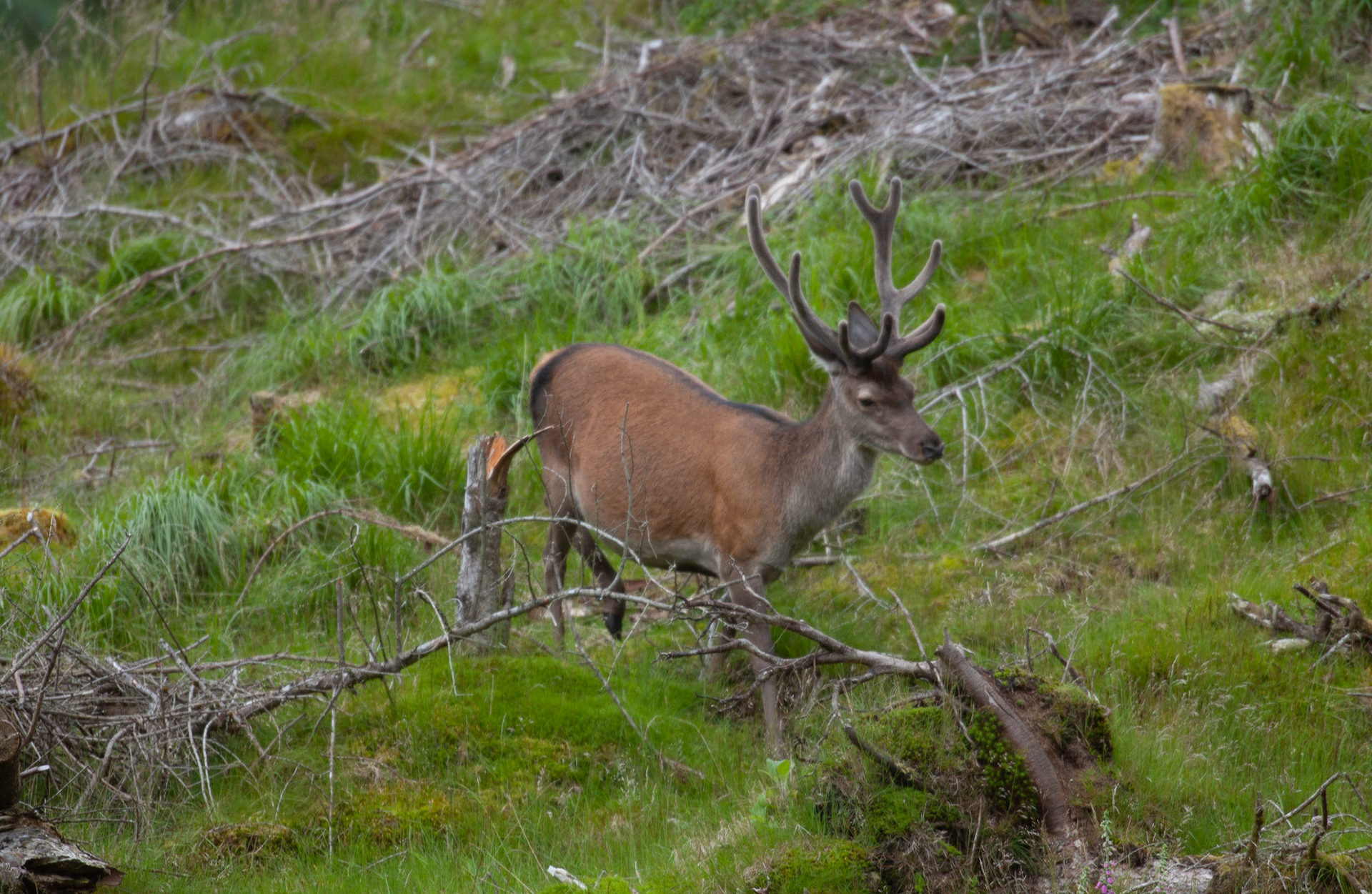 [#Beginning of Shooting Data Section]Nikon D1X2002/06/27 10:48:54.2RAW (12-bit) Image Size:  Large (3008 x 1960)ColorLens: 600mm f/4Focal Length: 600mmExposure Mode: Programmed Auto*Metering Mode: Multi-Pattern1/640 sec - f/4Exposure Comp.: 0 EVSensitivity: ISO 400White Balance: AutoAF Mode: AF-CTone Comp: More ContrastFlash Sync Mode: Not AttachedColor Mode: Mode II (Adobe RGB)Hue Adjustment: 0Sharpening: NoneNoise Reduction: Image Description:                                Camera ID: SCOLatitude: N 56° 36' 49.8"Longitude: W 4° 59' 36"Altitude: 80.00 m[#End of Shooting Data Section]