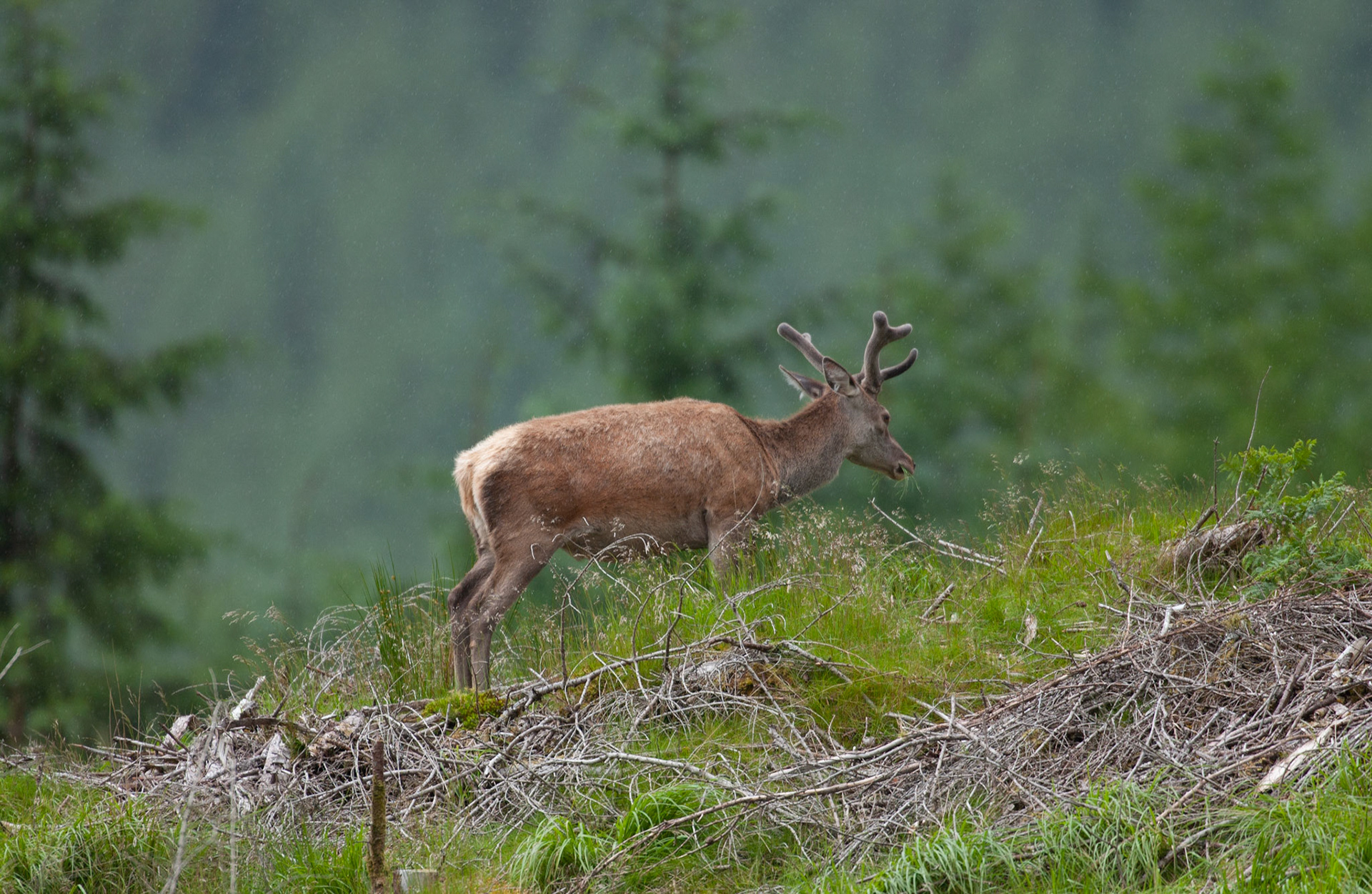 [#Beginning of Shooting Data Section]Nikon D1X2002/06/27 10:57:56.1RAW (12-bit) Image Size:  Large (3008 x 1960)ColorLens: 600mm f/4Focal Length: 600mmExposure Mode: Programmed Auto*Metering Mode: Multi-Pattern1/750 sec - f/4Exposure Comp.: 0 EVSensitivity: ISO 400White Balance: AutoAF Mode: AF-CTone Comp: More ContrastFlash Sync Mode: Not AttachedColor Mode: Mode II (Adobe RGB)Hue Adjustment: 0Sharpening: NoneNoise Reduction: Image Description:                                Camera ID: SCO[#End of Shooting Data Section]