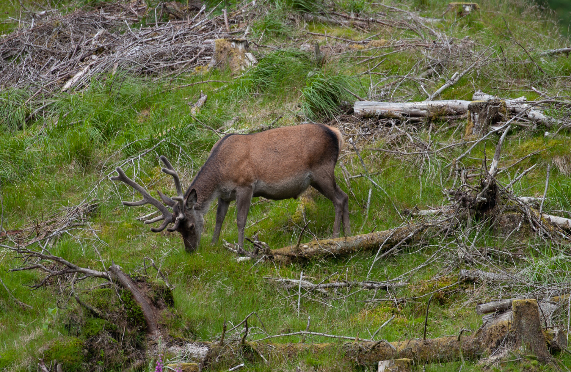 [#Beginning of Shooting Data Section]Nikon D1X2002/06/27 10:40:06.4RAW (12-bit) Image Size:  Large (3008 x 1960)ColorLens: 600mm f/4Focal Length: 600mmExposure Mode: Programmed Auto*Metering Mode: Multi-Pattern1/250 sec - f/4Exposure Comp.: 0 EVSensitivity: ISO 125White Balance: AutoAF Mode: AF-CTone Comp: More ContrastFlash Sync Mode: Not AttachedColor Mode: Mode II (Adobe RGB)Hue Adjustment: 0Sharpening: NoneNoise Reduction: Image Description:                                Camera ID: SCOLatitude: N 56° 36' 49.8"Longitude: W 4° 59' 36.6"Altitude: 80.00 m[#End of Shooting Data Section]