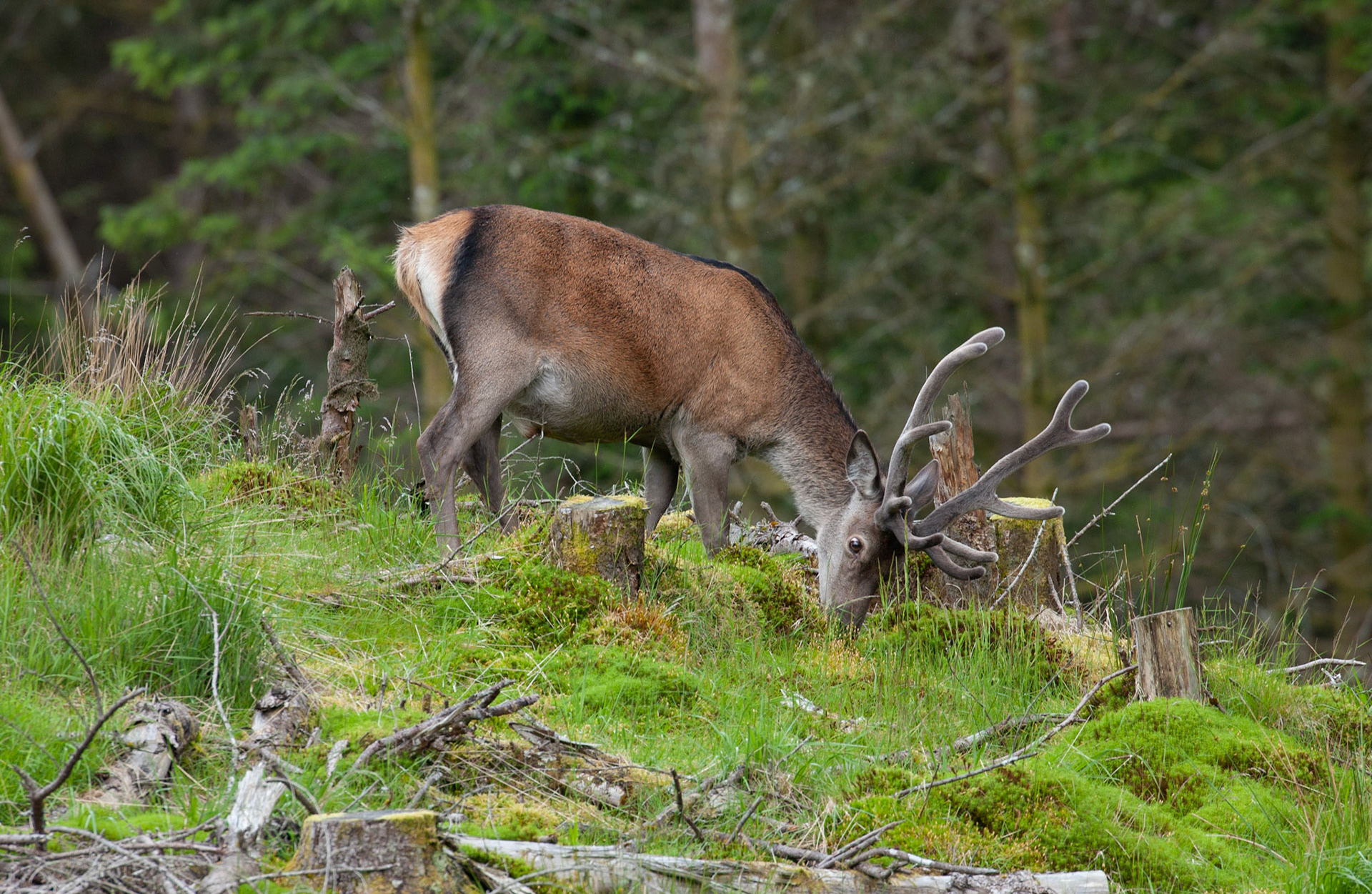 [#Beginning of Shooting Data Section]Nikon D1X2002/06/27 11:12:36.5RAW (12-bit) Image Size:  Large (3008 x 1960)ColorLens: 600mm f/4Focal Length: 600mmExposure Mode: Programmed AutoMetering Mode: Multi-Pattern1/200 sec - f/7.1Exposure Comp.: 0 EVSensitivity: ISO 400White Balance: AutoAF Mode: AF-CTone Comp: NormalFlash Sync Mode: Not AttachedColor Mode: Mode II (Adobe RGB)Hue Adjustment: 0Sharpening: NoneNoise Reduction: Image Description:                                Camera ID: SCOLatitude: N 56° 36' 49.8"Longitude: W 4° 59' 37.8"Altitude: 79.00 m[#End of Shooting Data Section]