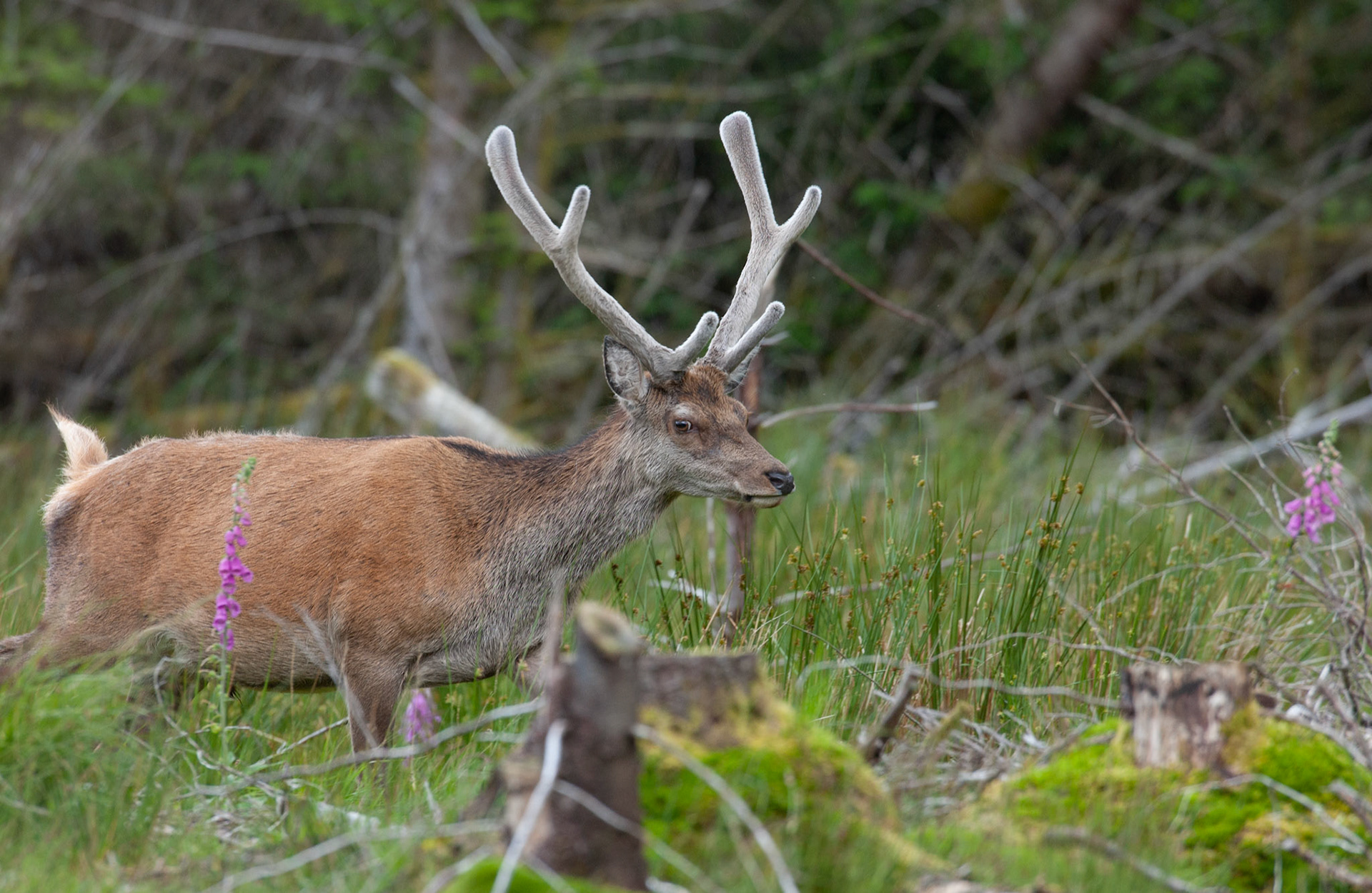 [#Beginning of Shooting Data Section]Nikon D1X2002/06/27 11:13:23.1RAW (12-bit) Image Size:  Large (3008 x 1960)ColorLens: 600mm f/4Focal Length: 600mmExposure Mode: Programmed AutoMetering Mode: Multi-Pattern1/200 sec - f/7.1Exposure Comp.: 0 EVSensitivity: ISO 400White Balance: AutoAF Mode: AF-CTone Comp: NormalFlash Sync Mode: Not AttachedColor Mode: Mode II (Adobe RGB)Hue Adjustment: 0Sharpening: NoneNoise Reduction: Image Description:                                Camera ID: SCOLatitude: N 56° 36' 49.8"Longitude: W 4° 59' 37.8"Altitude: 79.00 m[#End of Shooting Data Section]