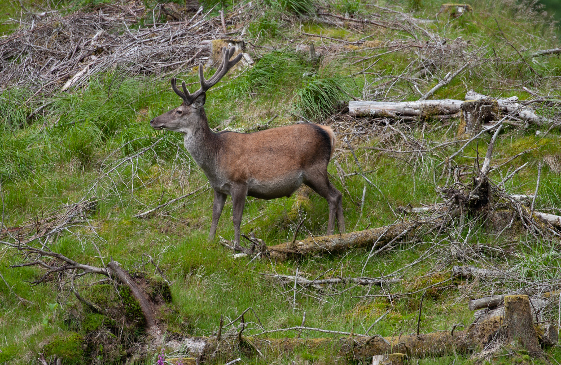 [#Beginning of Shooting Data Section]Nikon D1X2002/06/27 10:39:59.1RAW (12-bit) Image Size:  Large (3008 x 1960)ColorLens: 600mm f/4Focal Length: 600mmExposure Mode: Programmed Auto*Metering Mode: Multi-Pattern1/320 sec - f/4Exposure Comp.: 0 EVSensitivity: ISO 125White Balance: AutoAF Mode: AF-CTone Comp: More ContrastFlash Sync Mode: Not AttachedColor Mode: Mode II (Adobe RGB)Hue Adjustment: 0Sharpening: NoneNoise Reduction: Image Description:                                Camera ID: SCOLatitude: N 56° 36' 49.8"Longitude: W 4° 59' 36.6"Altitude: 80.00 m[#End of Shooting Data Section]