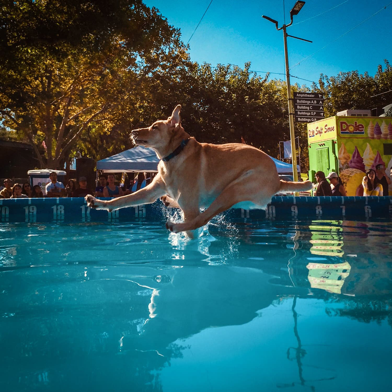 Dog long Jumping contest Pet Food Express Adoption Event Alameda County Fairgrounds