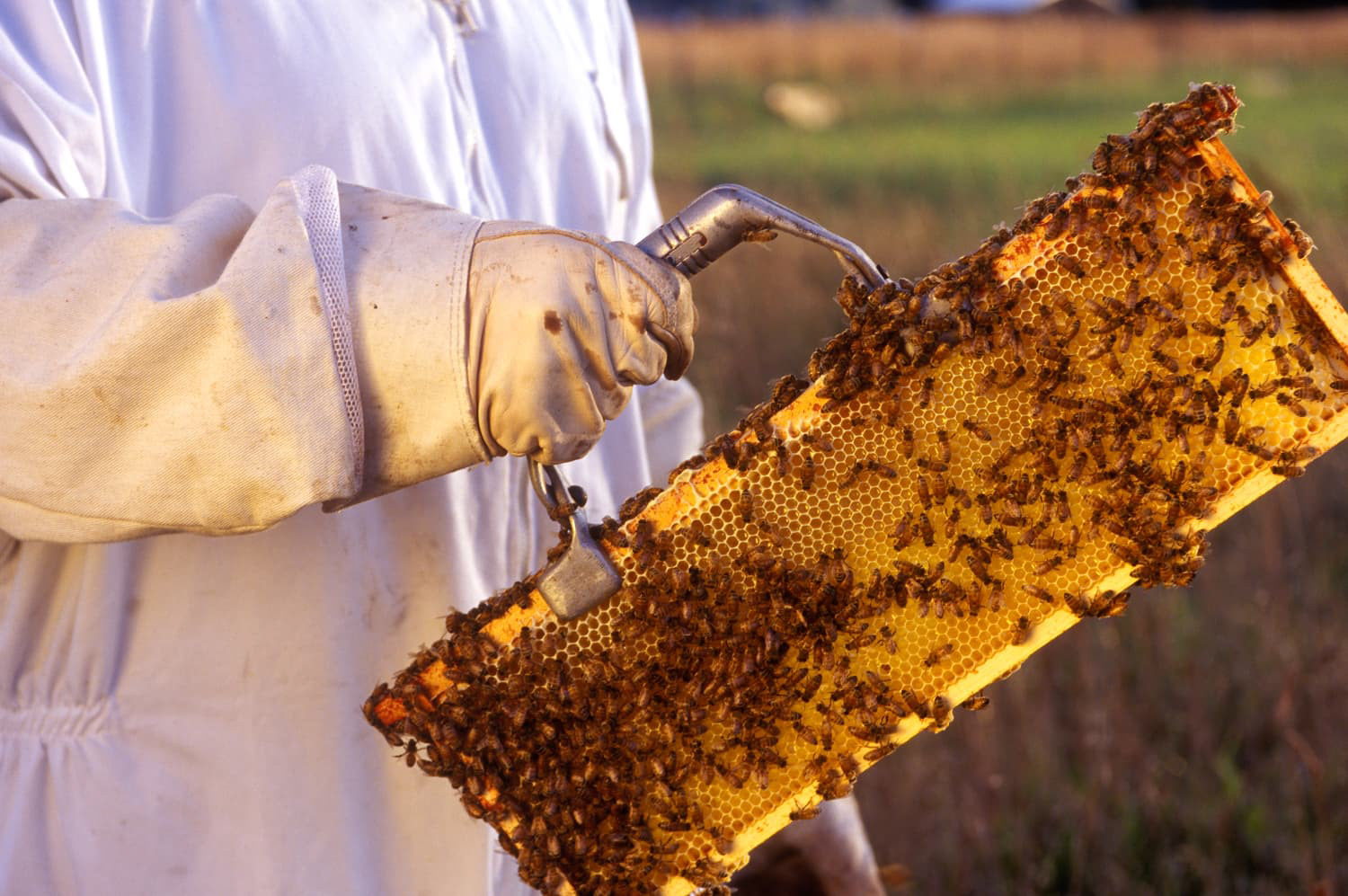 Bee keeper in field Sequim, Washington