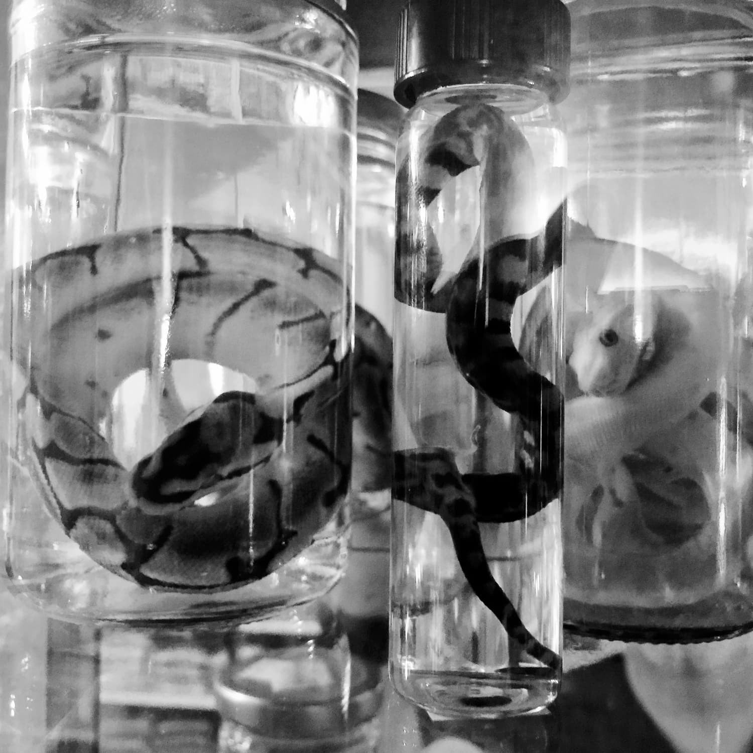 Snake specimen Jar Austin, Texas