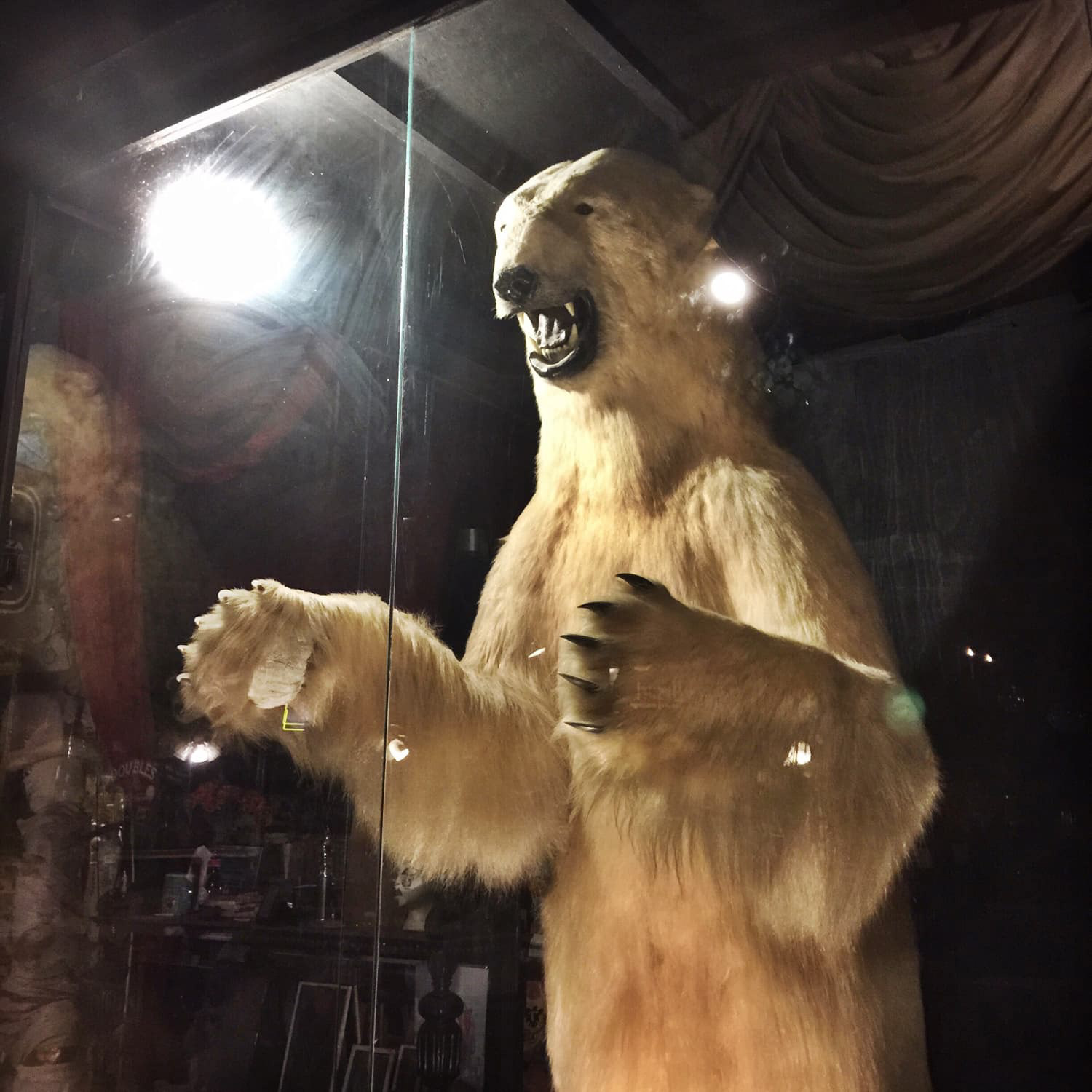 Taxidermy Polar Bear in Warehouse Cafe Port Costa, California
