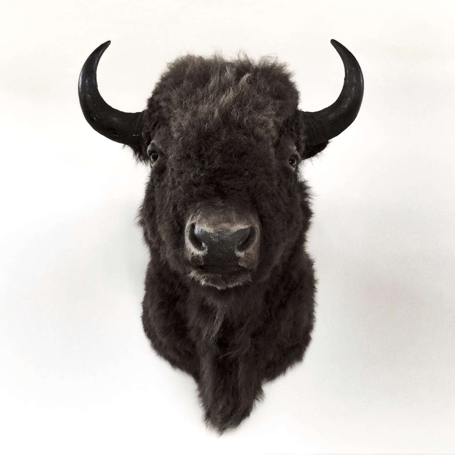 Buffalo Bison Napa Valley