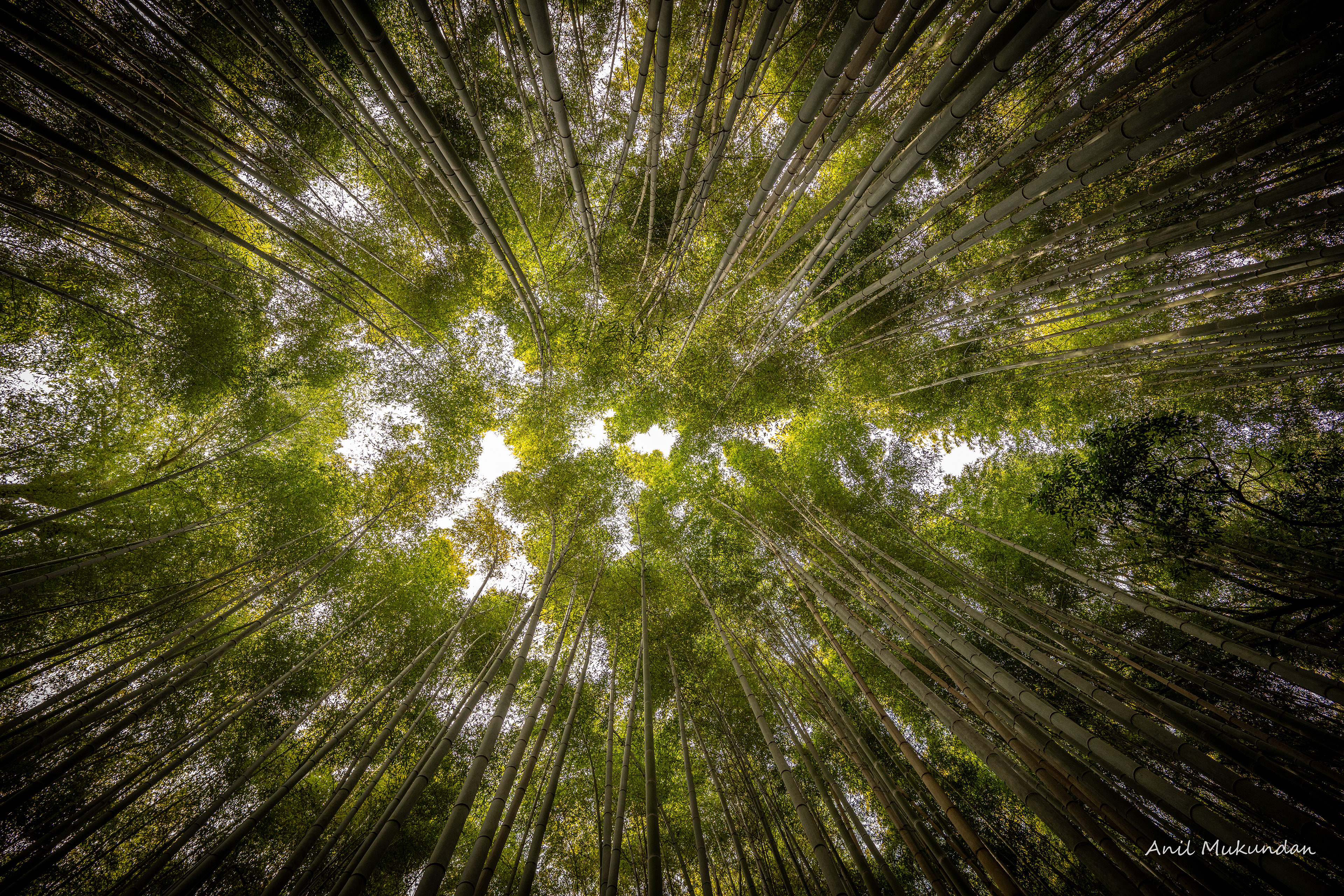 Arashiyama Bamboo Forest | Kyoto Japan