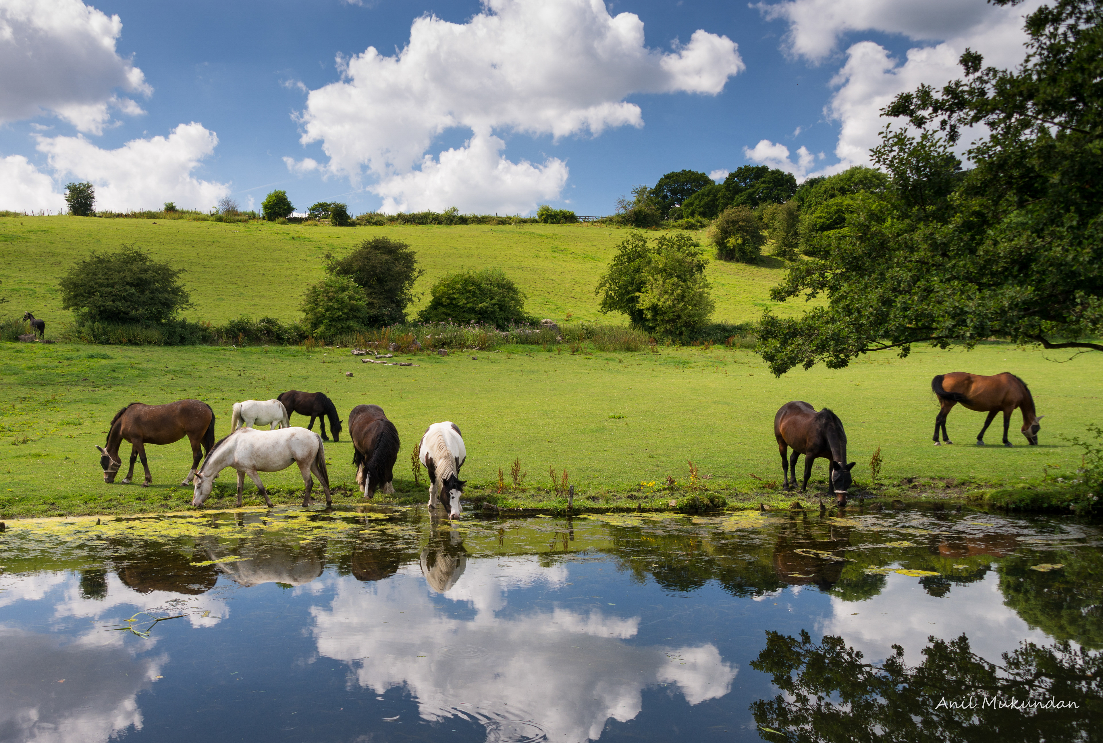 Watering Hole | Bradford, England