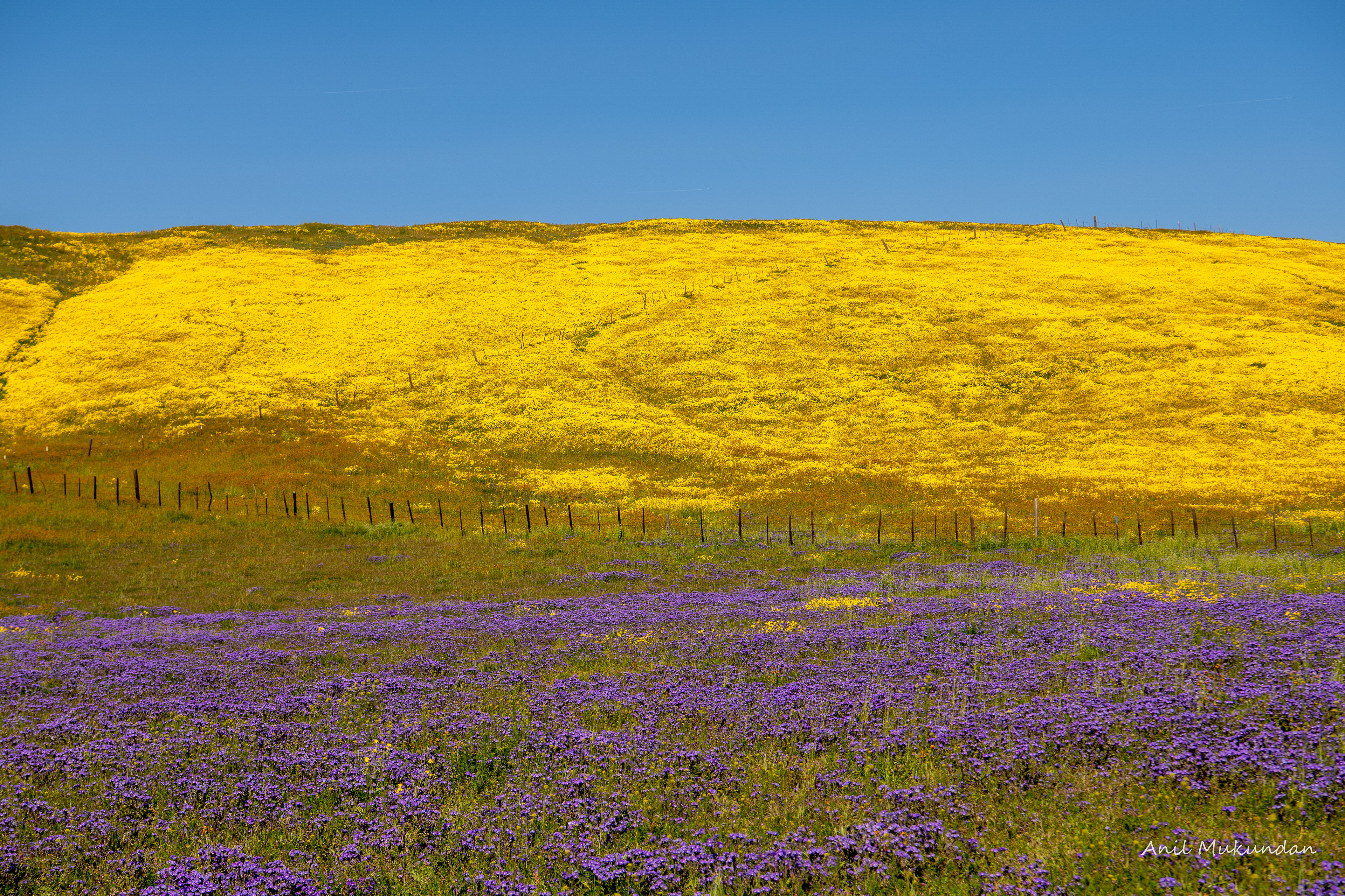 Super Bloom | Carrizo Plain, California