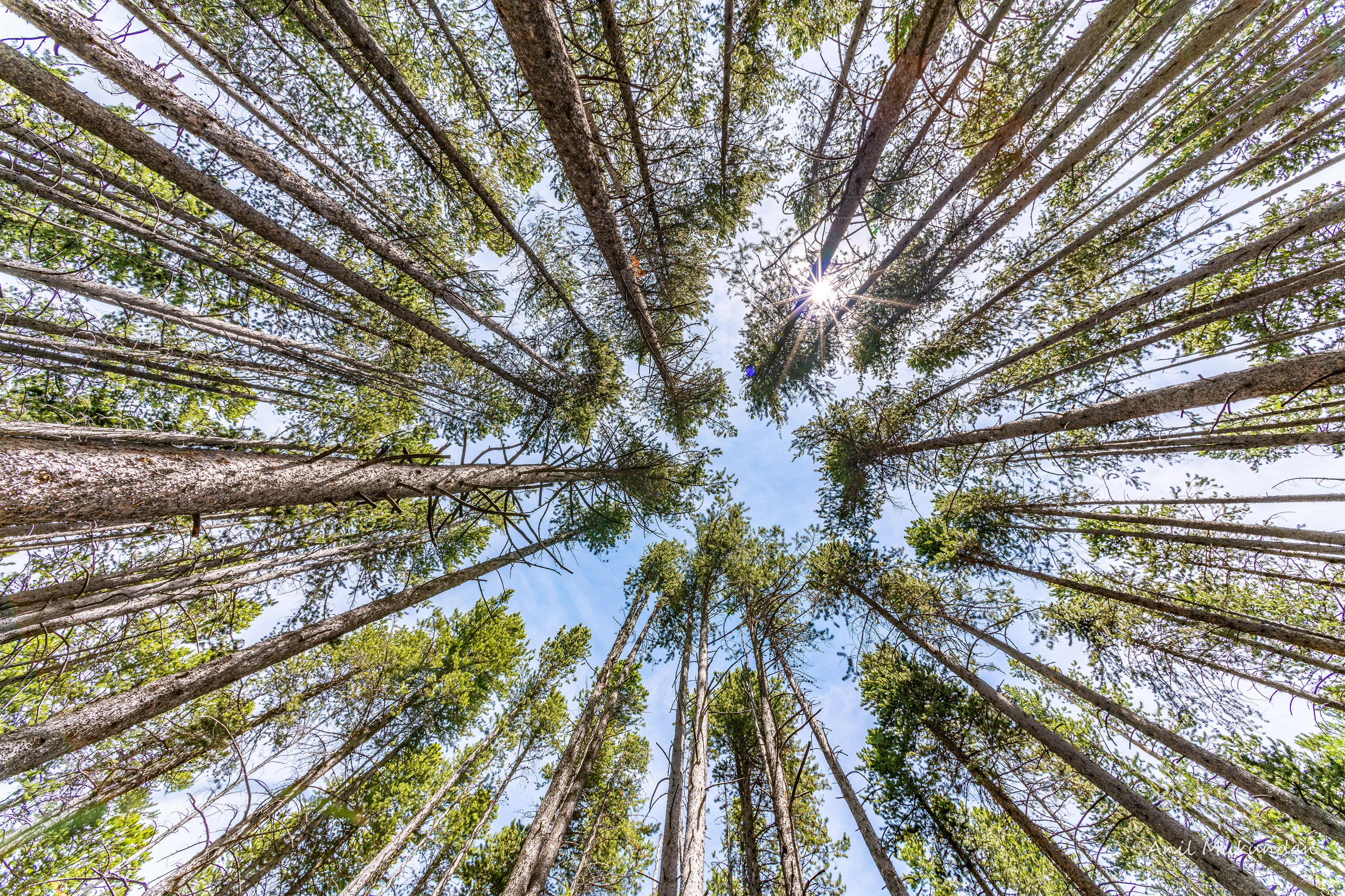 Canopy | Yellowstone National Park
