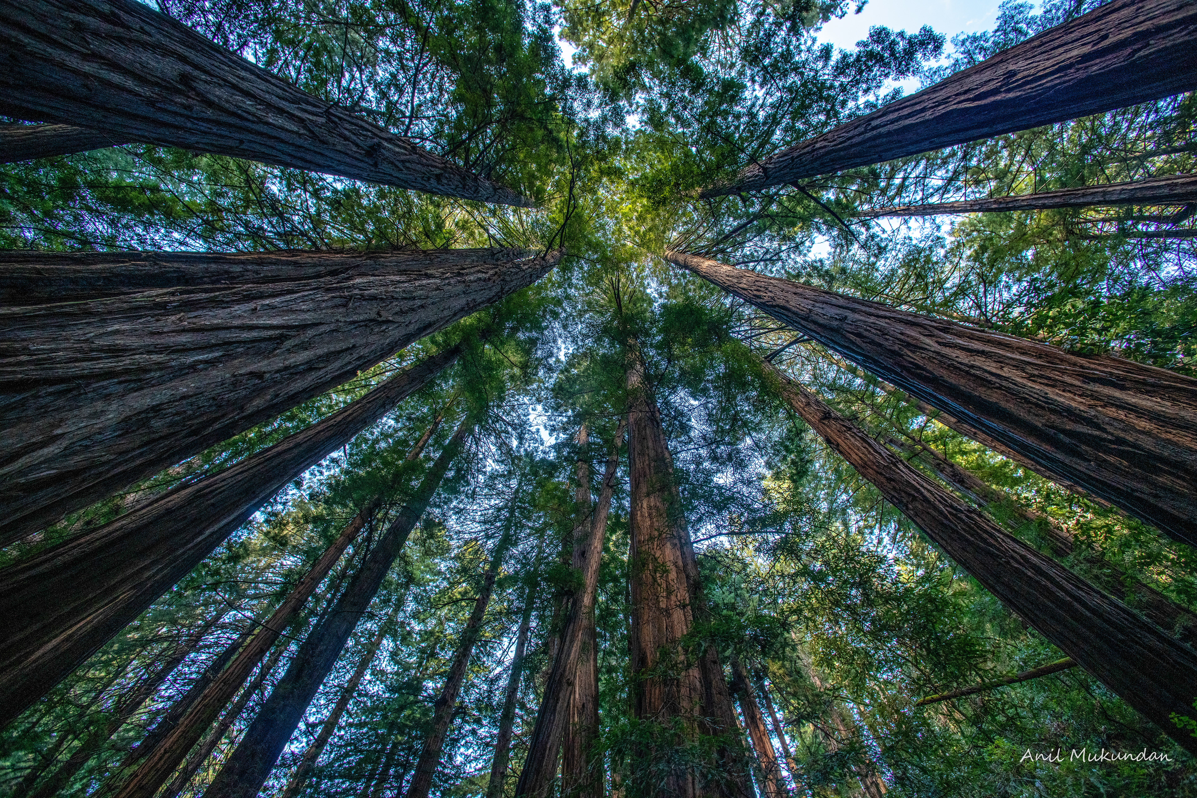 Canopy | Muir Woods, California