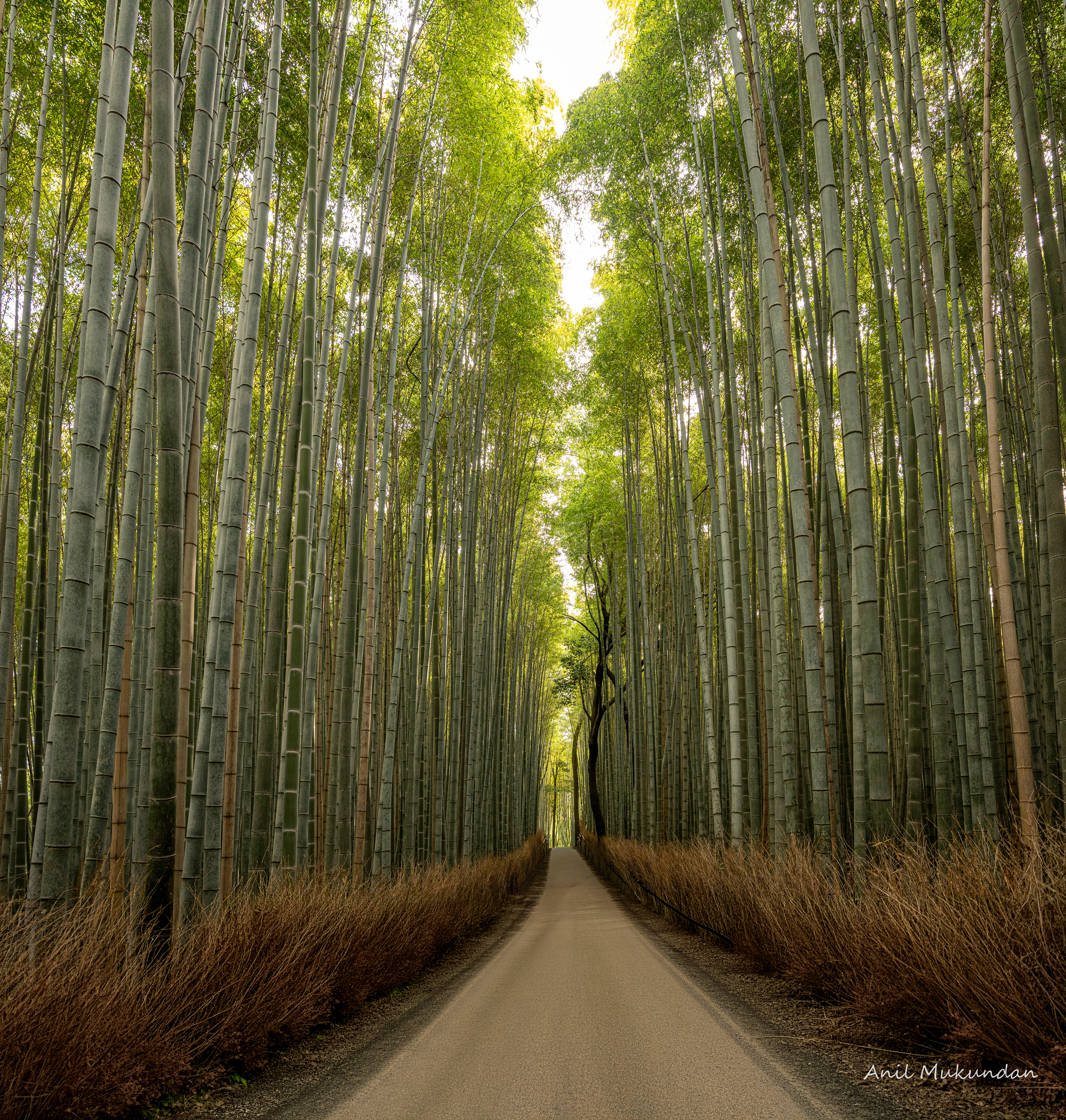 Arashiyama Bamboo Forest | Kyoto Japan