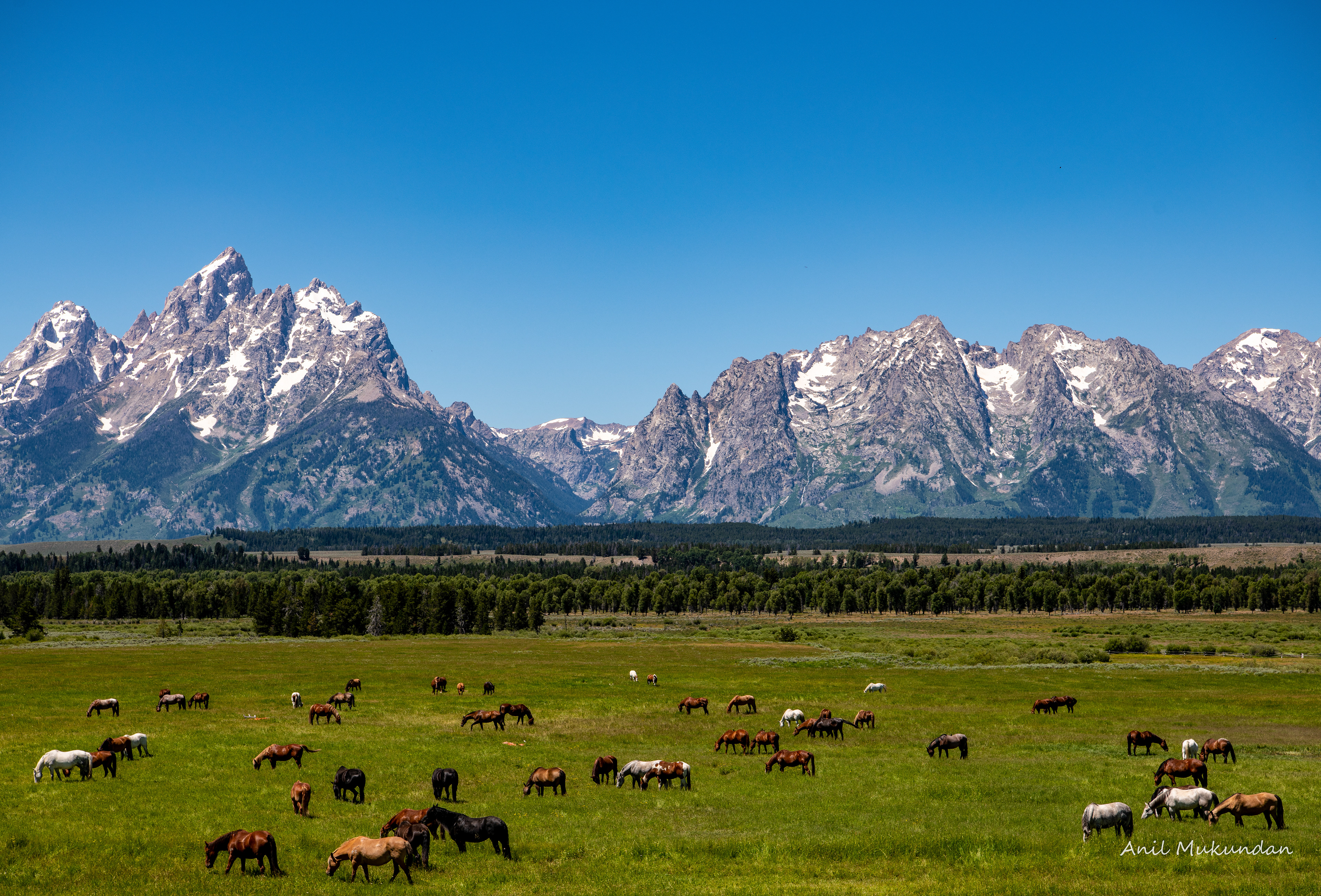 Grazing | Yellowstone National Park
