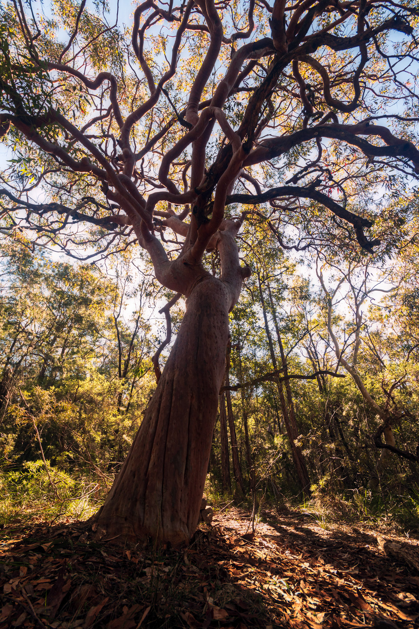 Kincumber Mountain