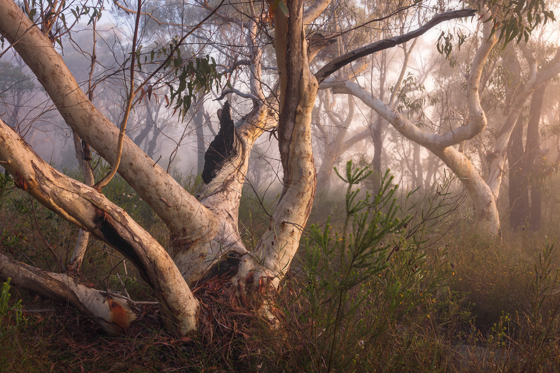 Brisbane Water National Park