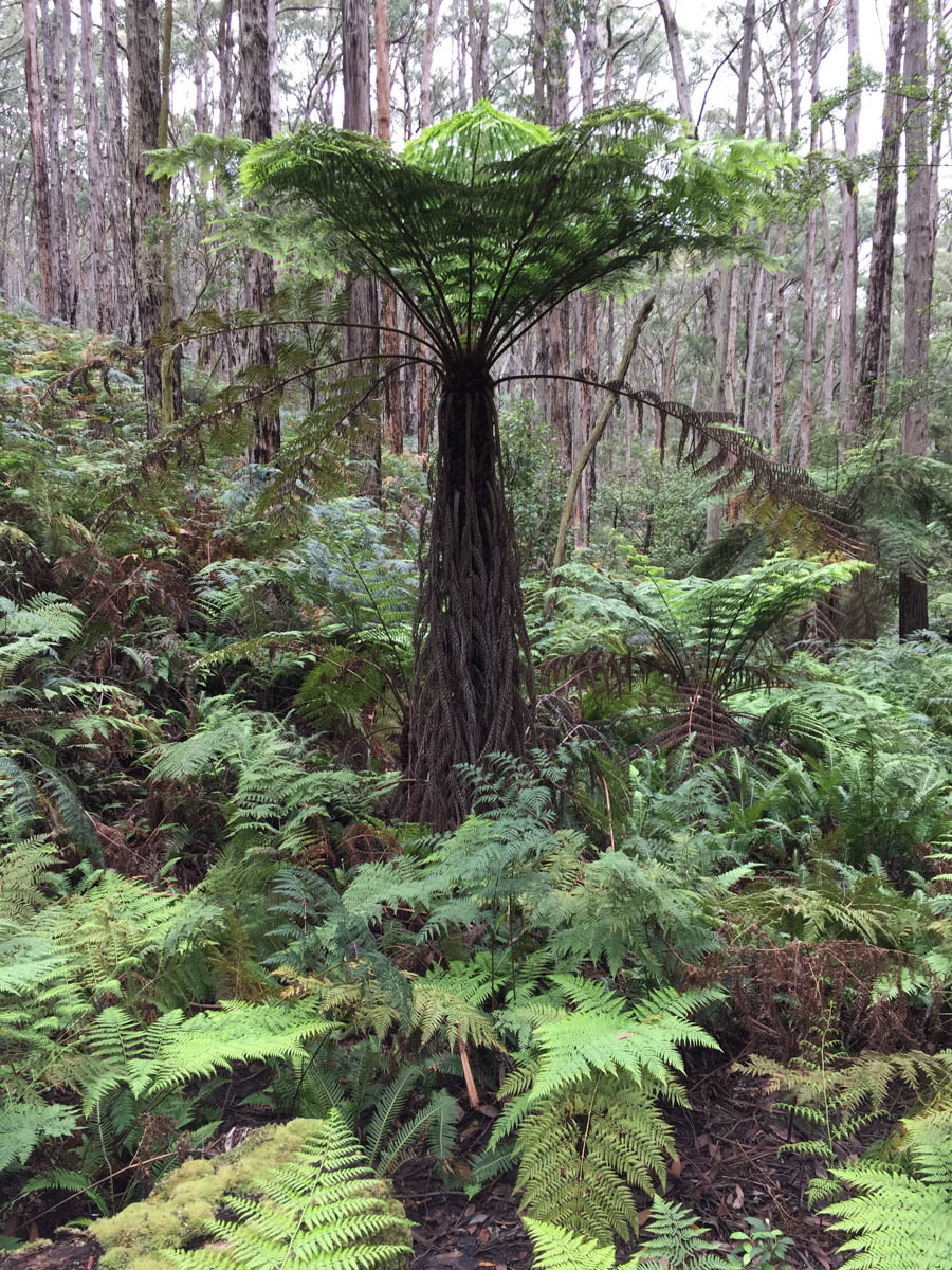 Fougère arborescente. Lerderderg State Park