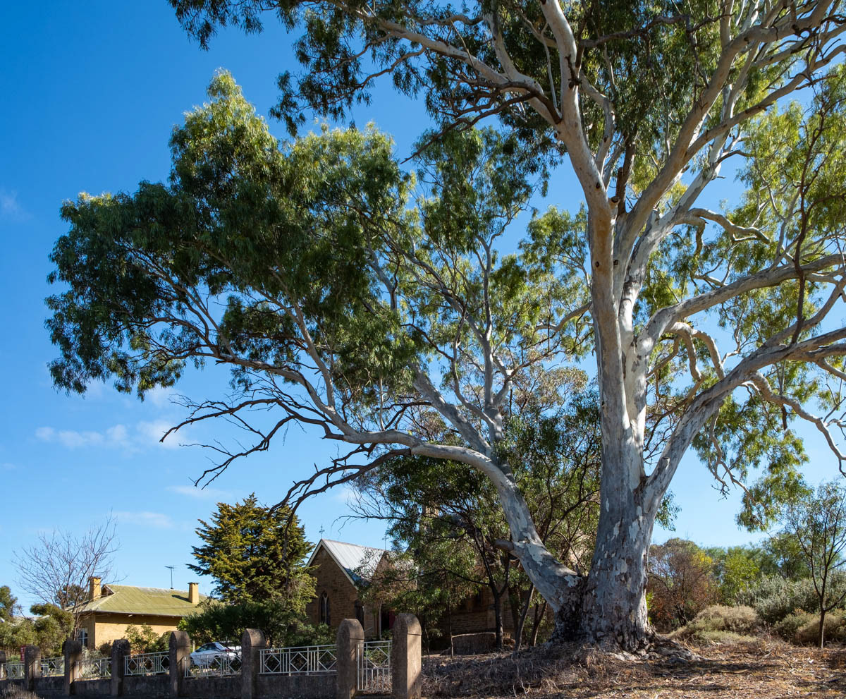 Majesté de ces eucalyptus placides