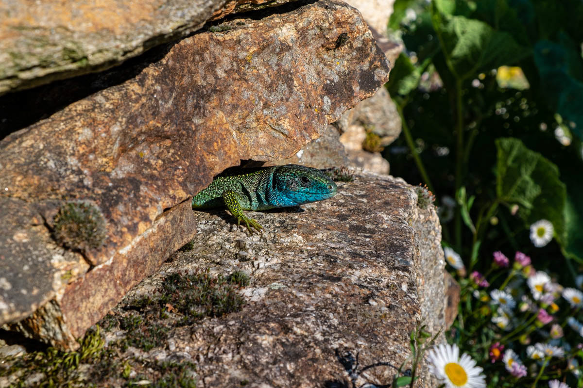 Le lézard vert. Lacerta bilineata. Lot, sud-ouest de la France