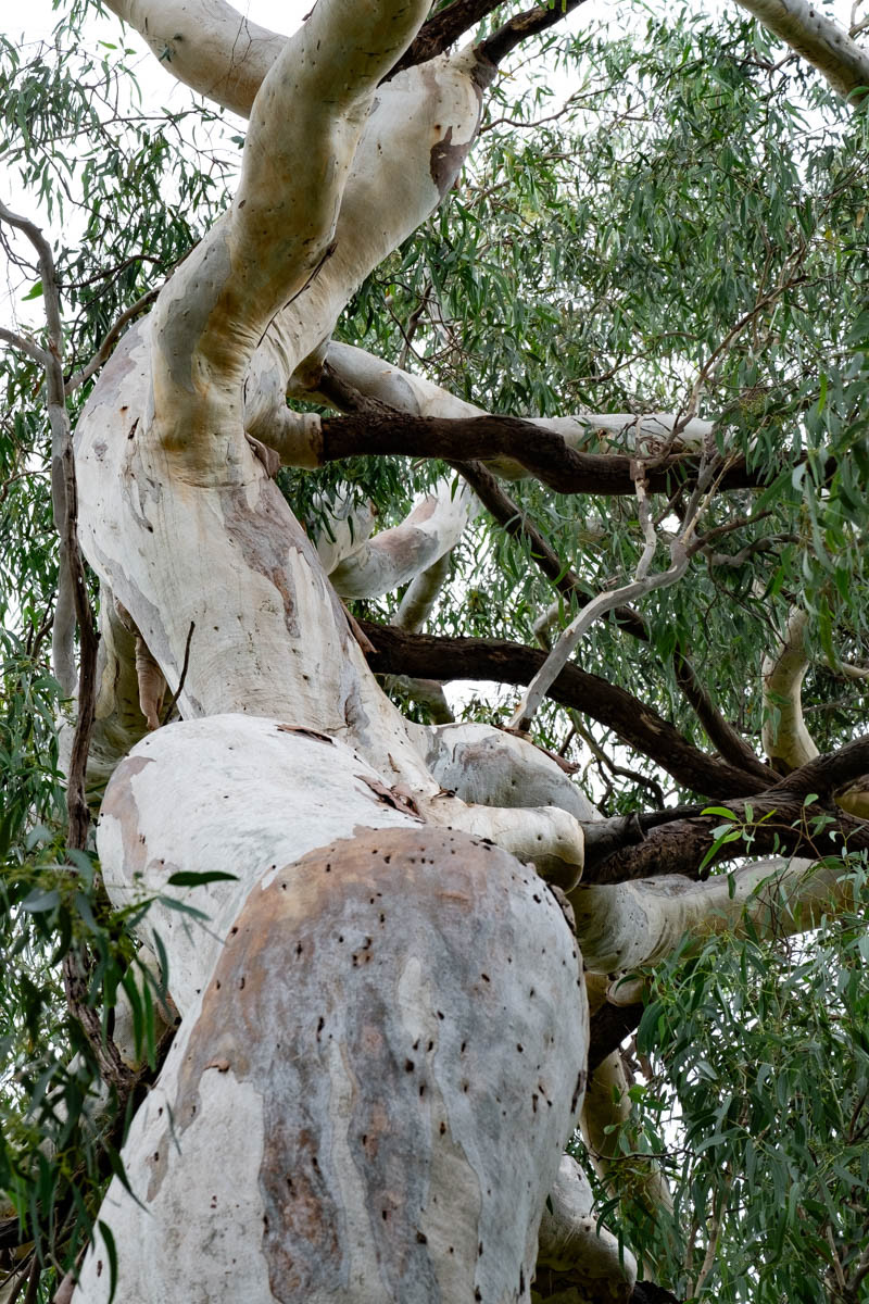 Expressif et lyrique. Gum tree.