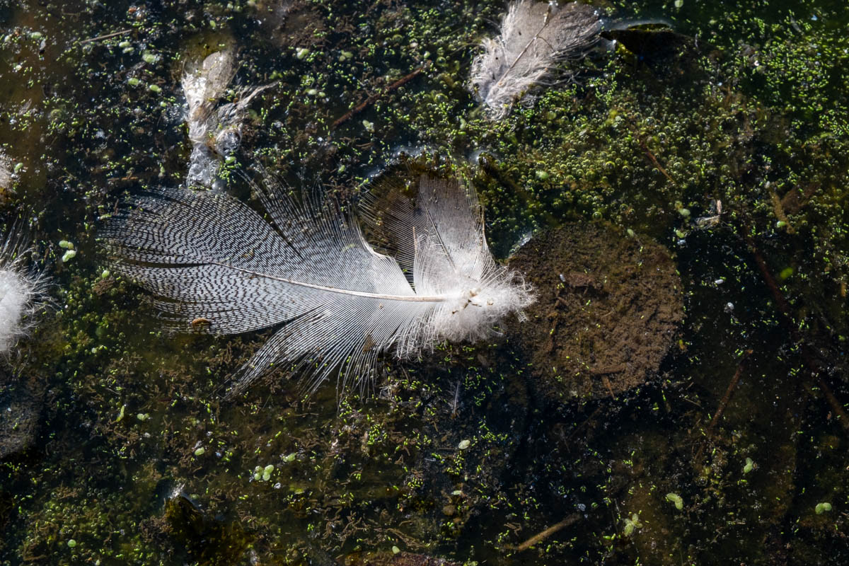 Nature. Plume. Duvet , fonction, souplesse, efficacité, rigidité, légèreté, étanchéité, isolation, graphisme, couleur