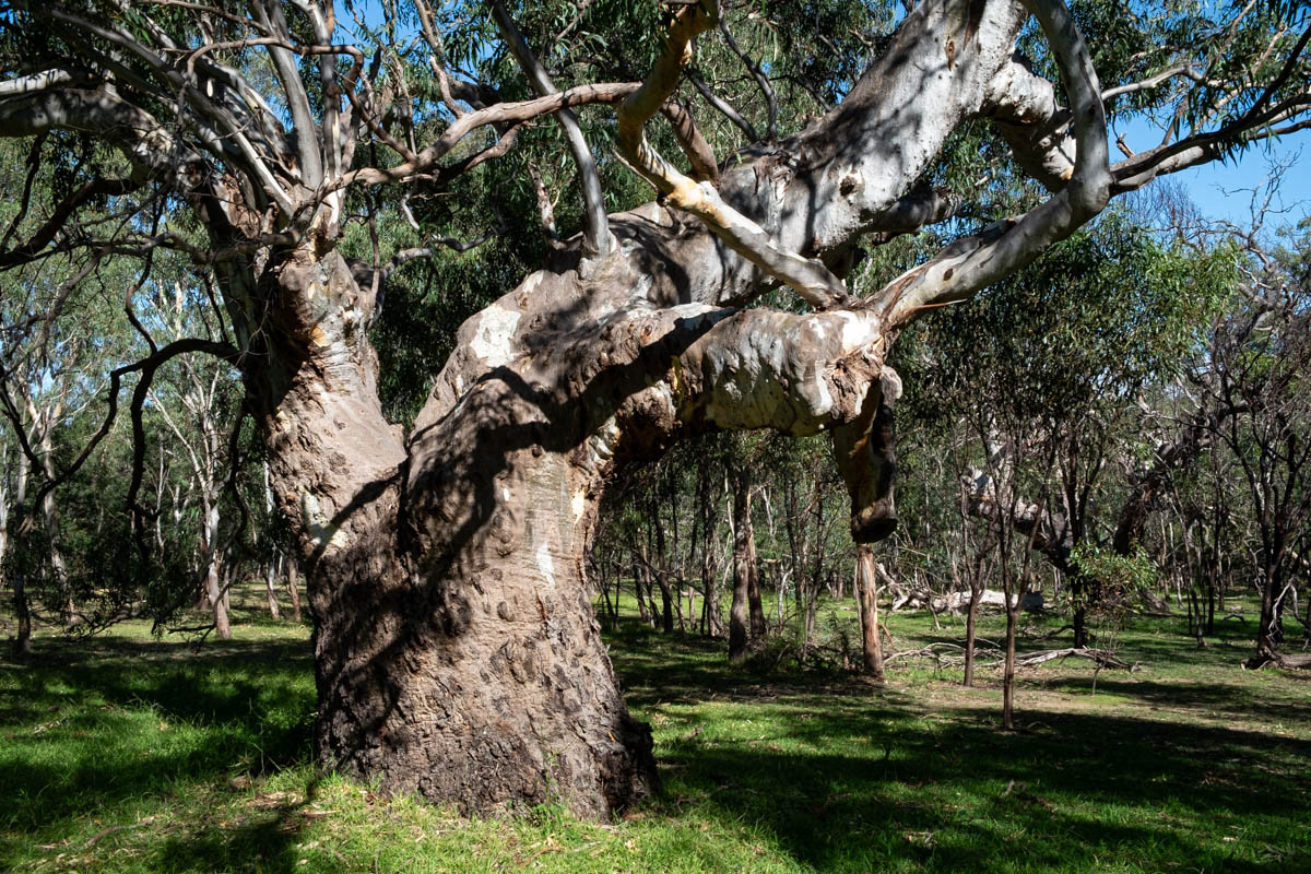Arbre vénérable
