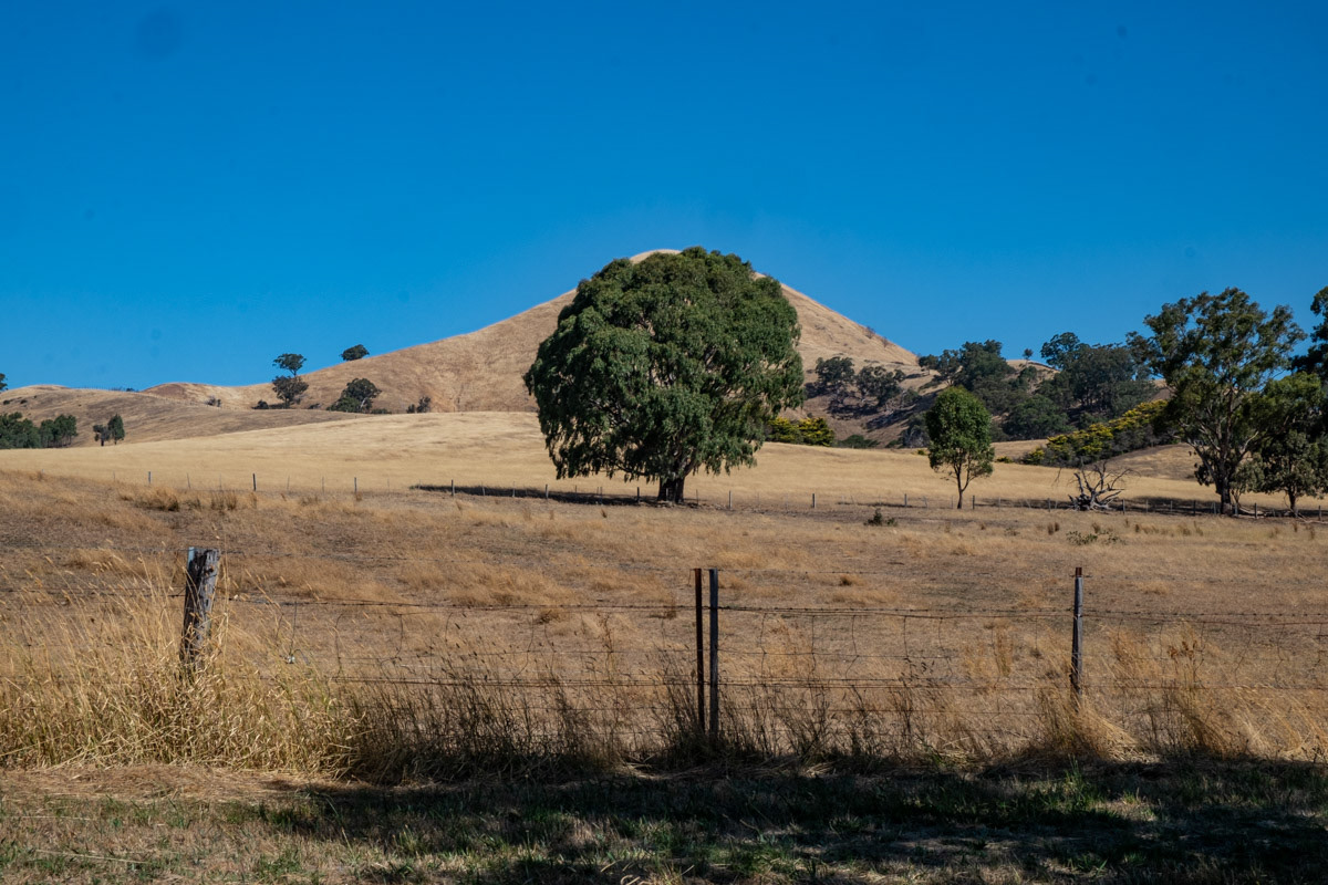 Colline Dénudée. Paysage typique australien (ici en Victoria). Avec la colonisation, la déforestation a fait des dégâts, érosion des sols.