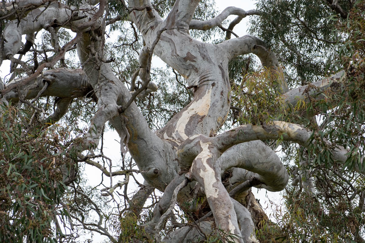 Woodlands Historic Park