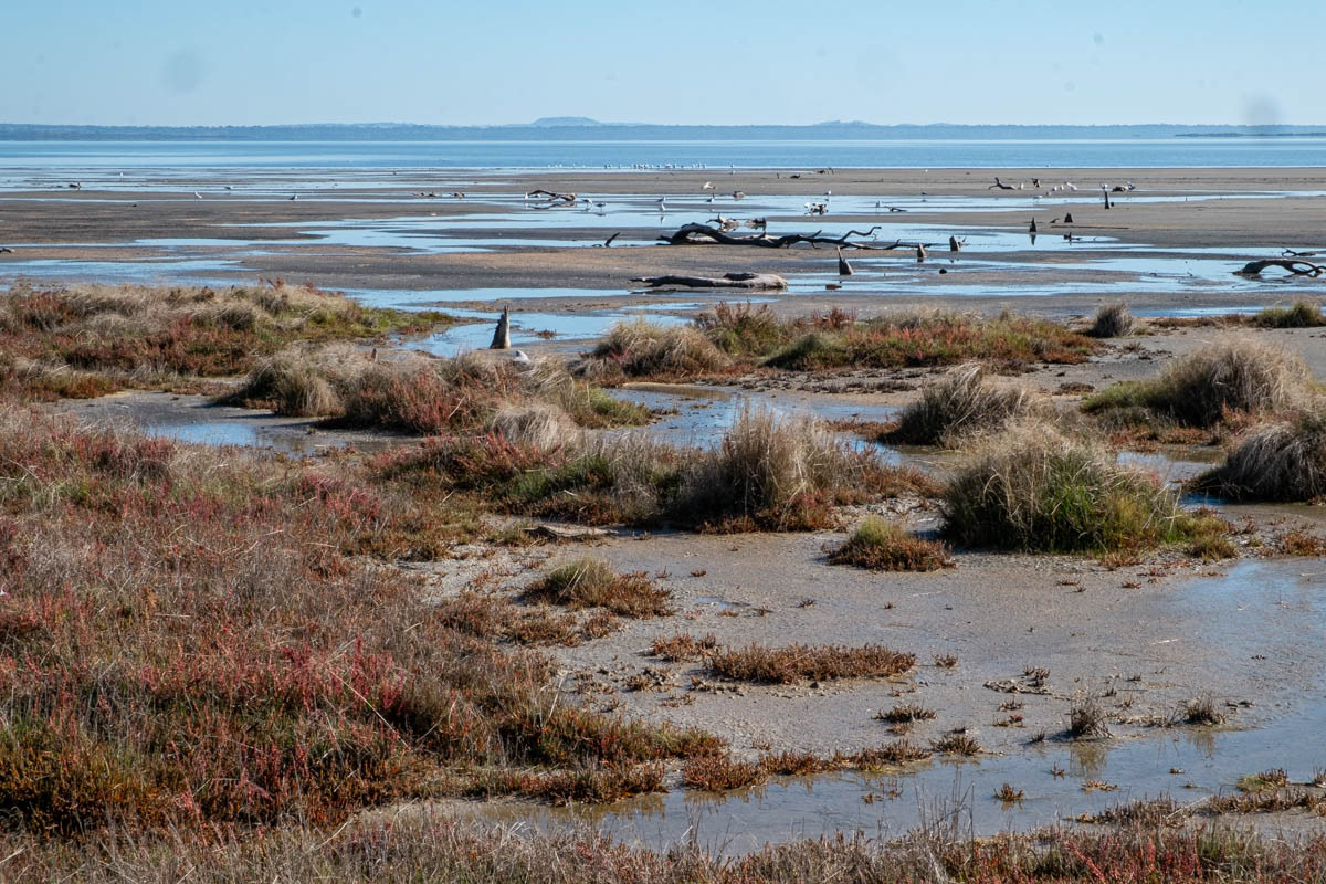 Lake Corangamite est le plus grand lac salé permanent d’Australie (230 km2). Il est endoréique (pas de chenal de sortie) depuis 1950. En 1980, la salinité du lac  était semblable à l’eau de mer, depuis elle est quatre fois supérieure.