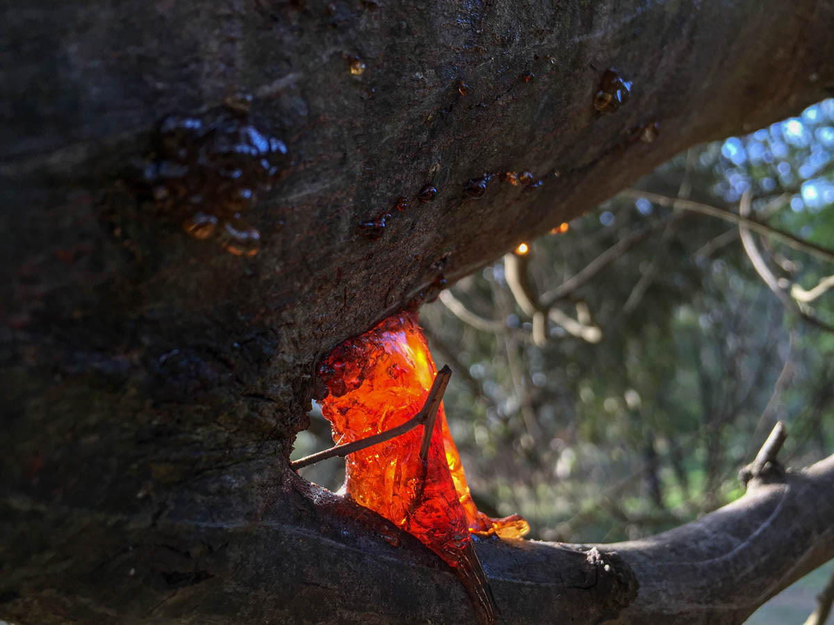 Résine de Black Wattle tree. Goulburn River.