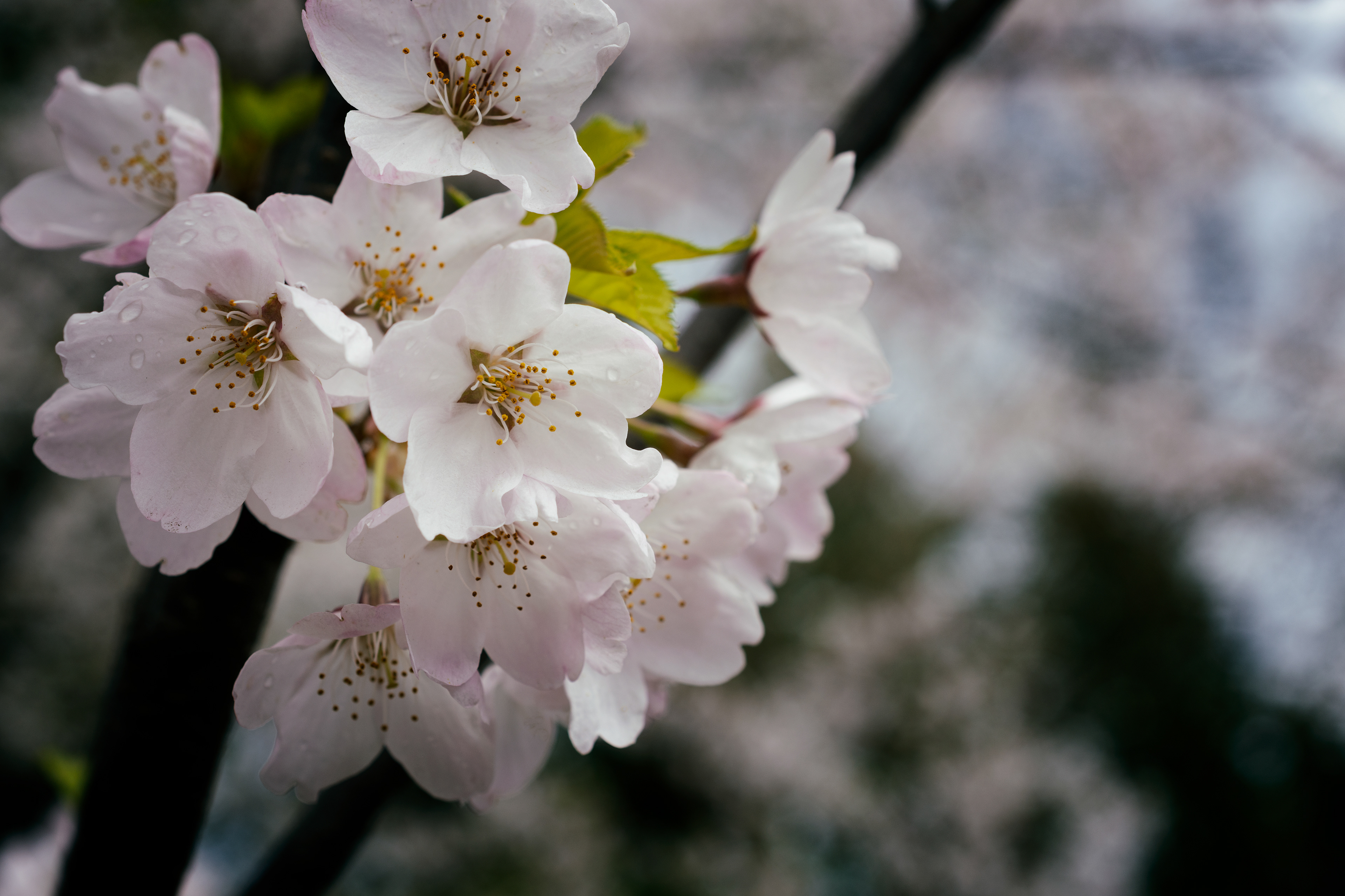 High Park Cherry Blossoms