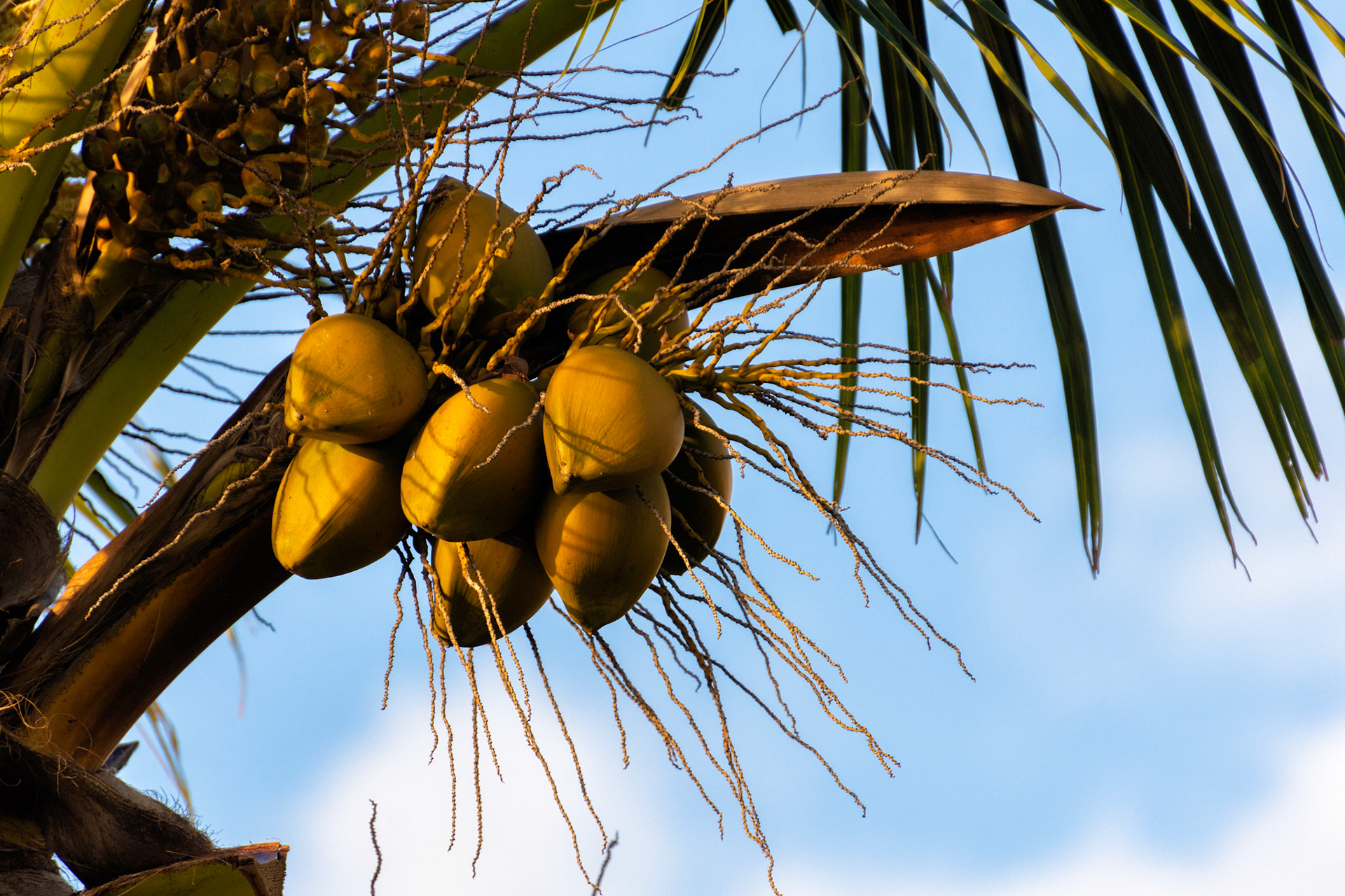Lahaina Coconuts