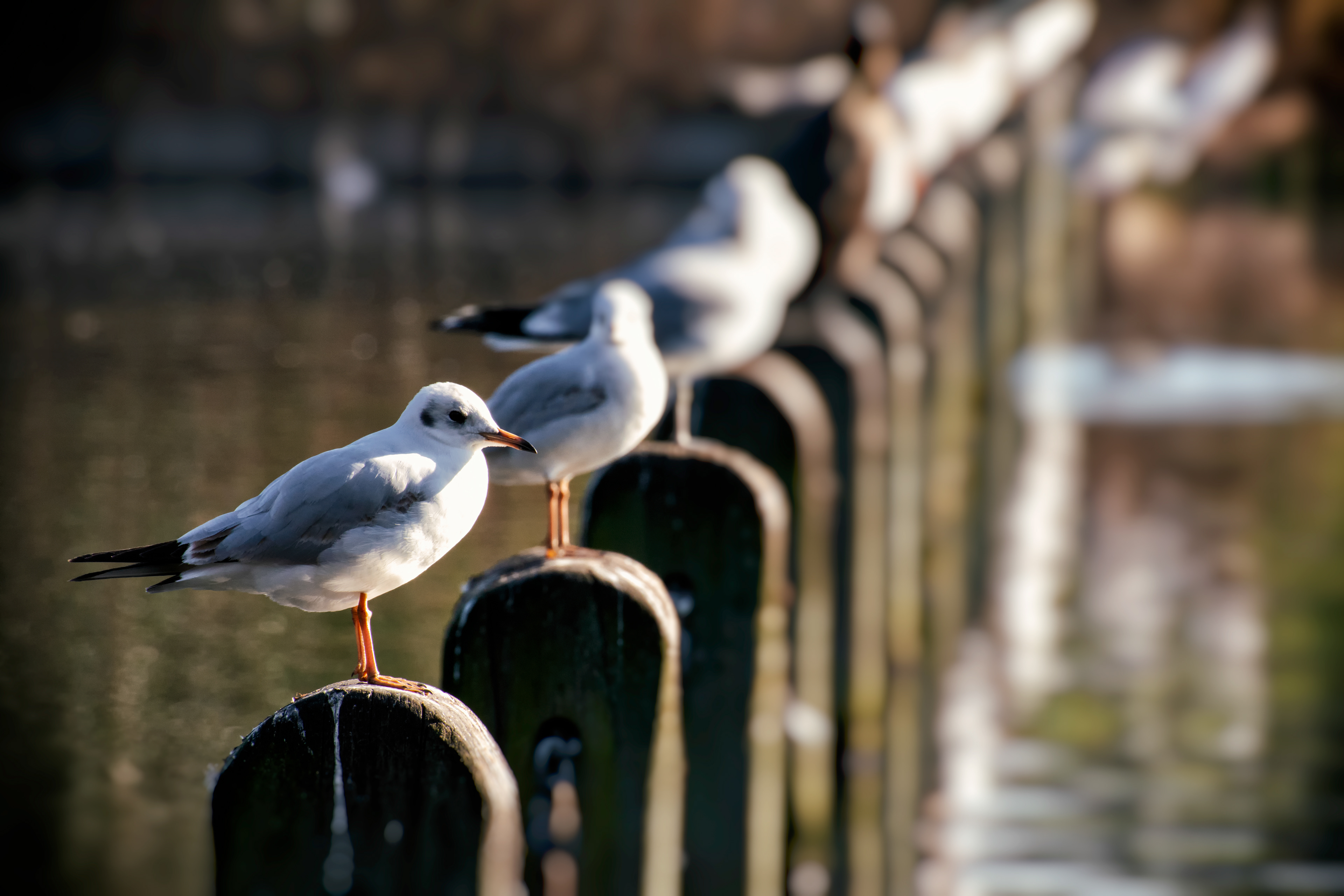 Seagulls at Hyde Park