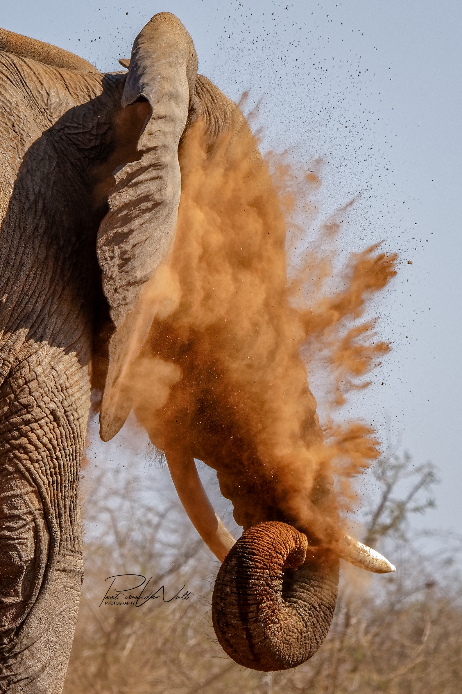 Dust Explosion - Madikwe