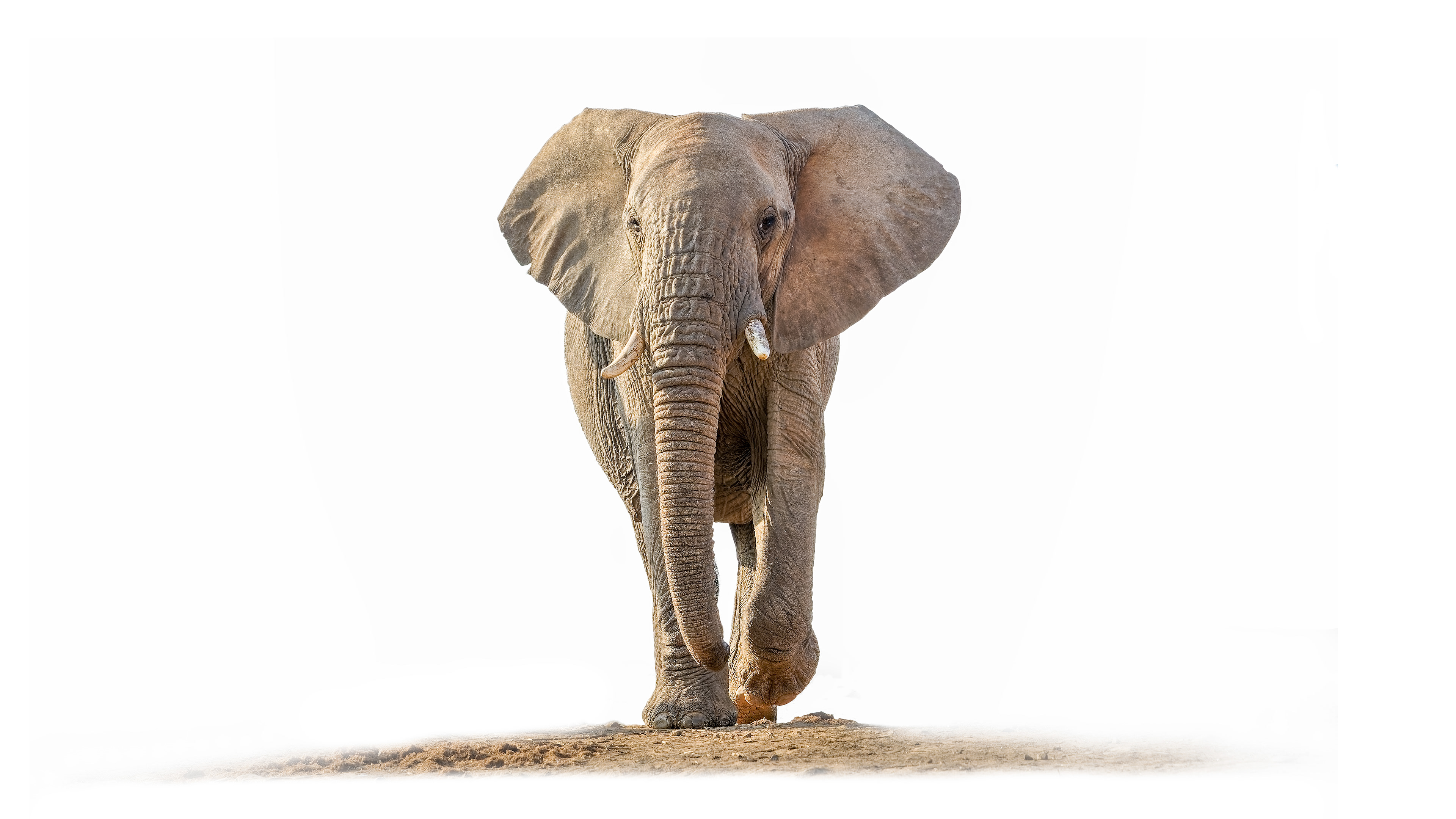 Elephant 2 - Madikwe