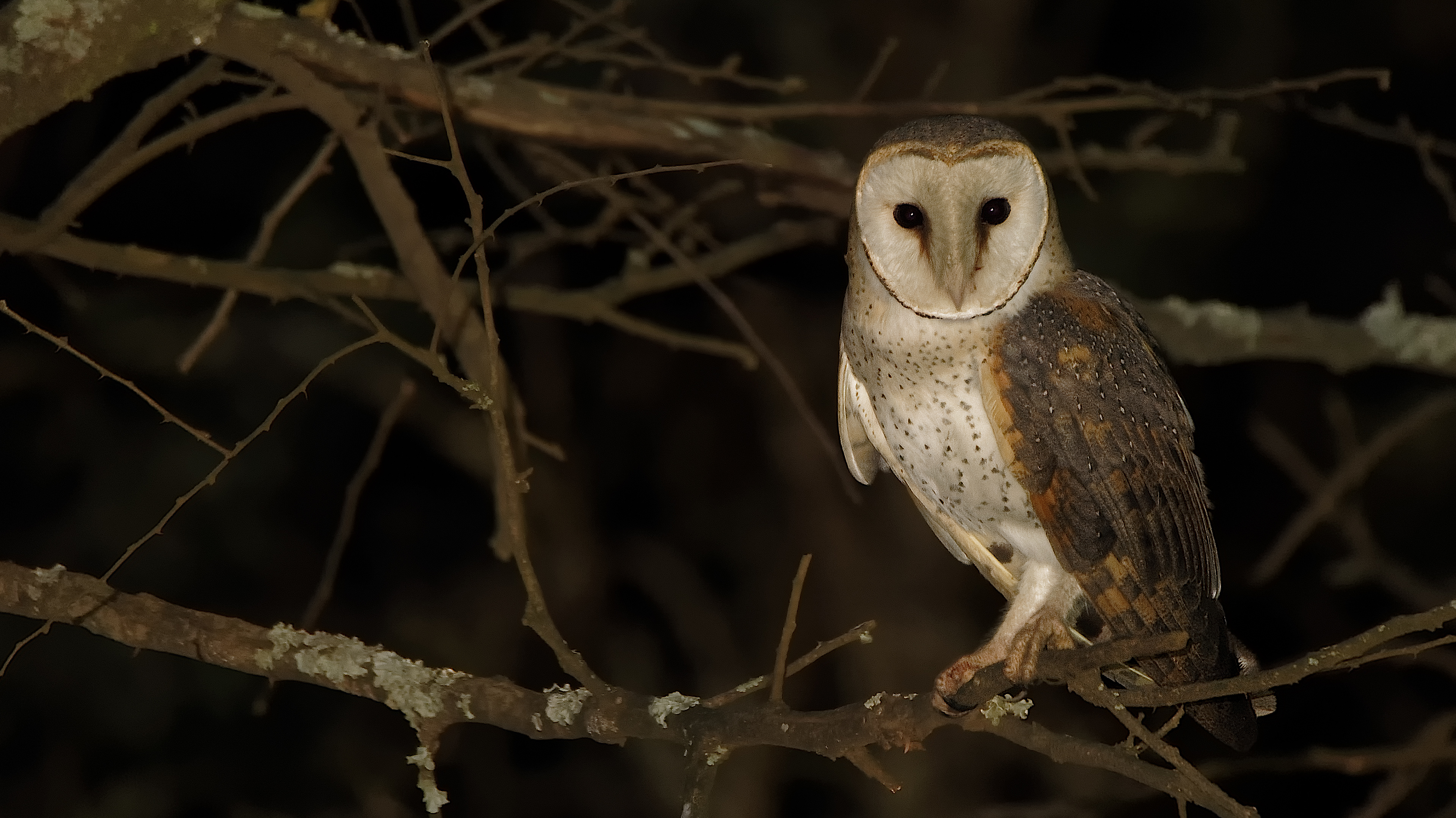 Barn Owl - Rietvlei