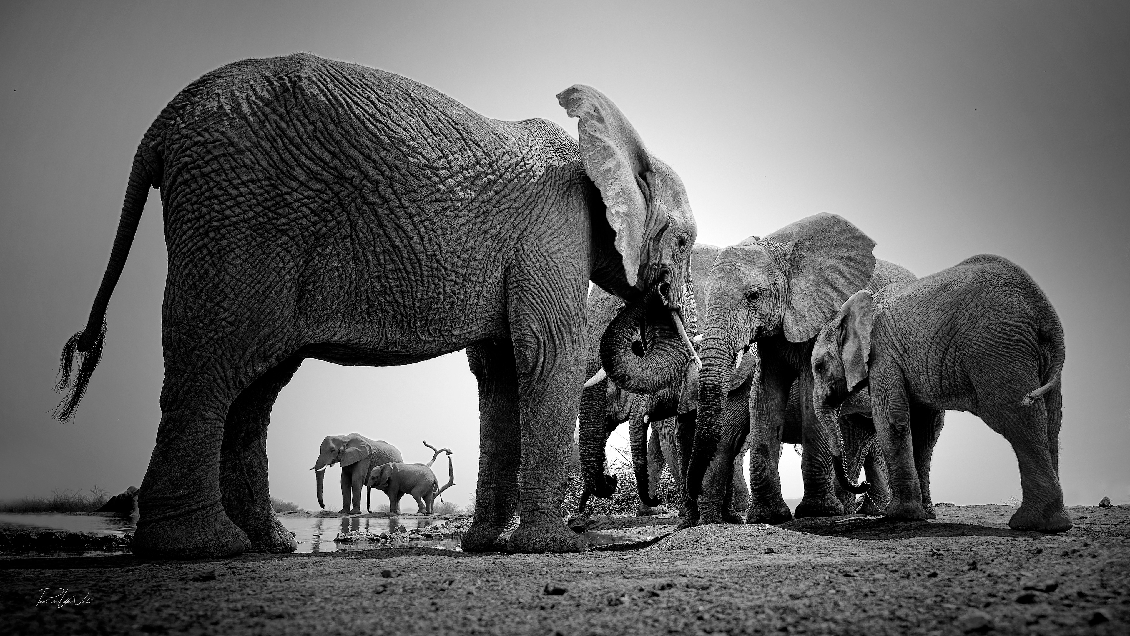 Through the legs - Elephant herd - Madikwe