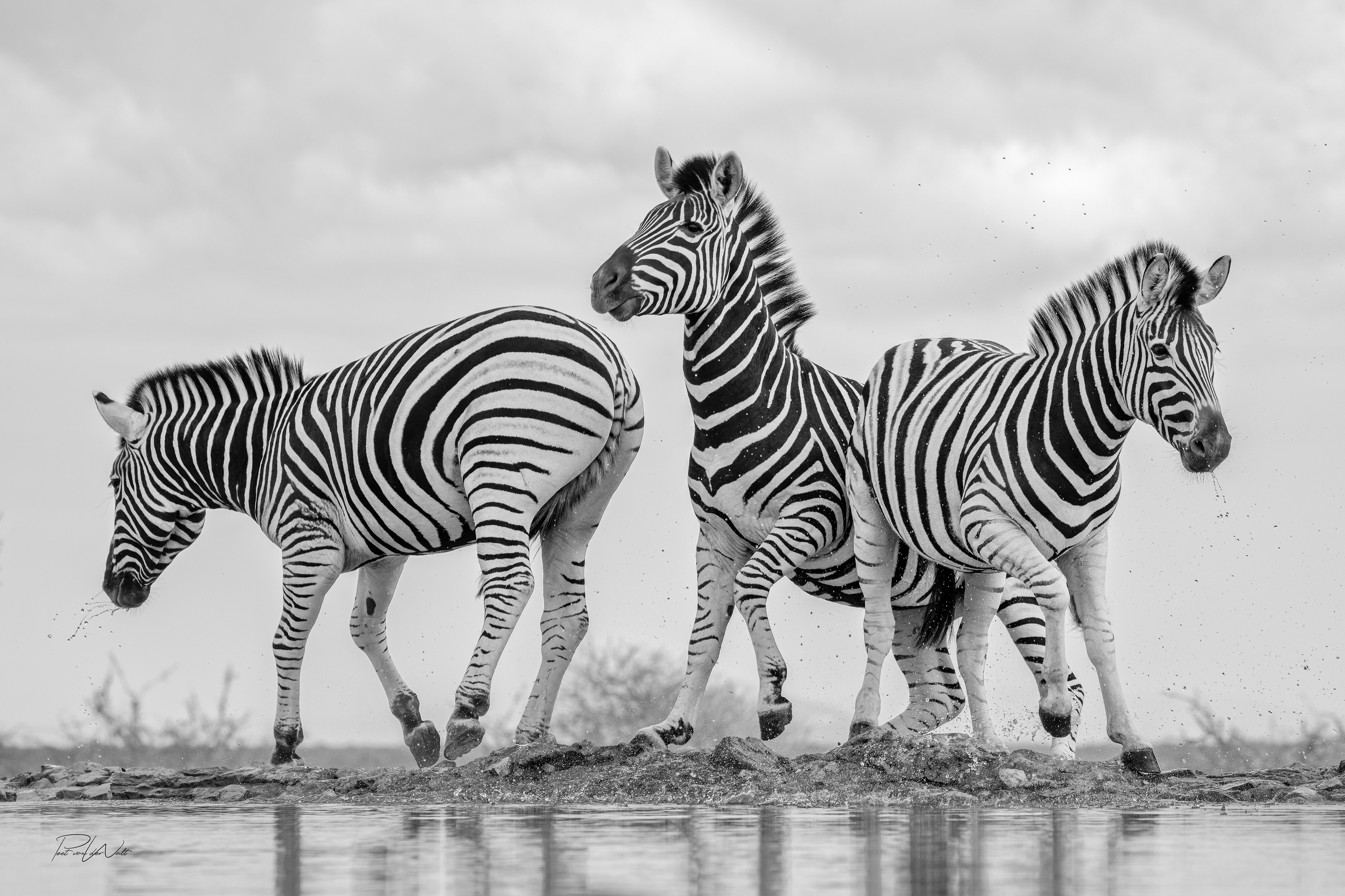 Jittery Zebras - Madikwe