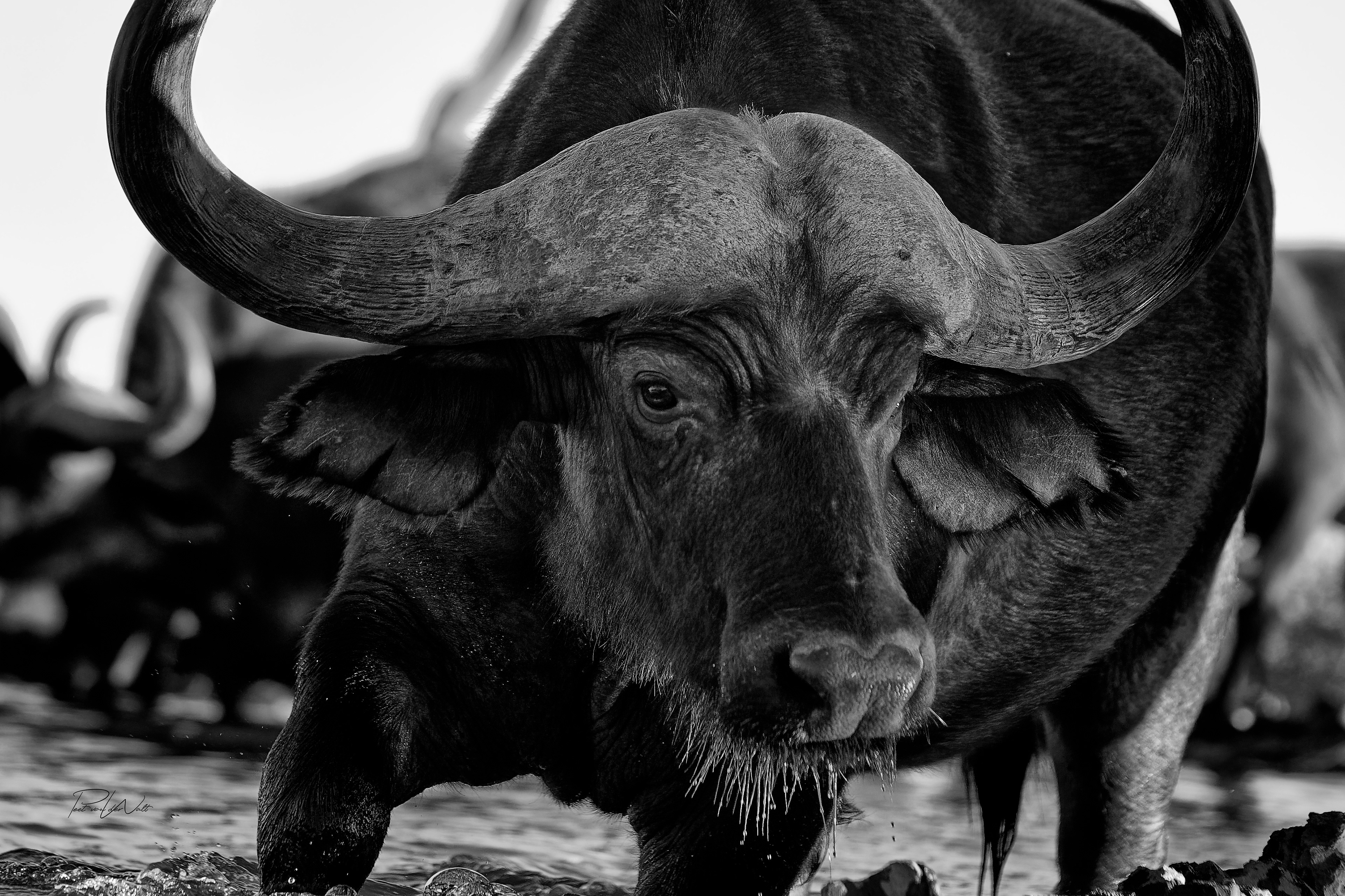 Buffalo at the water - Madikwe