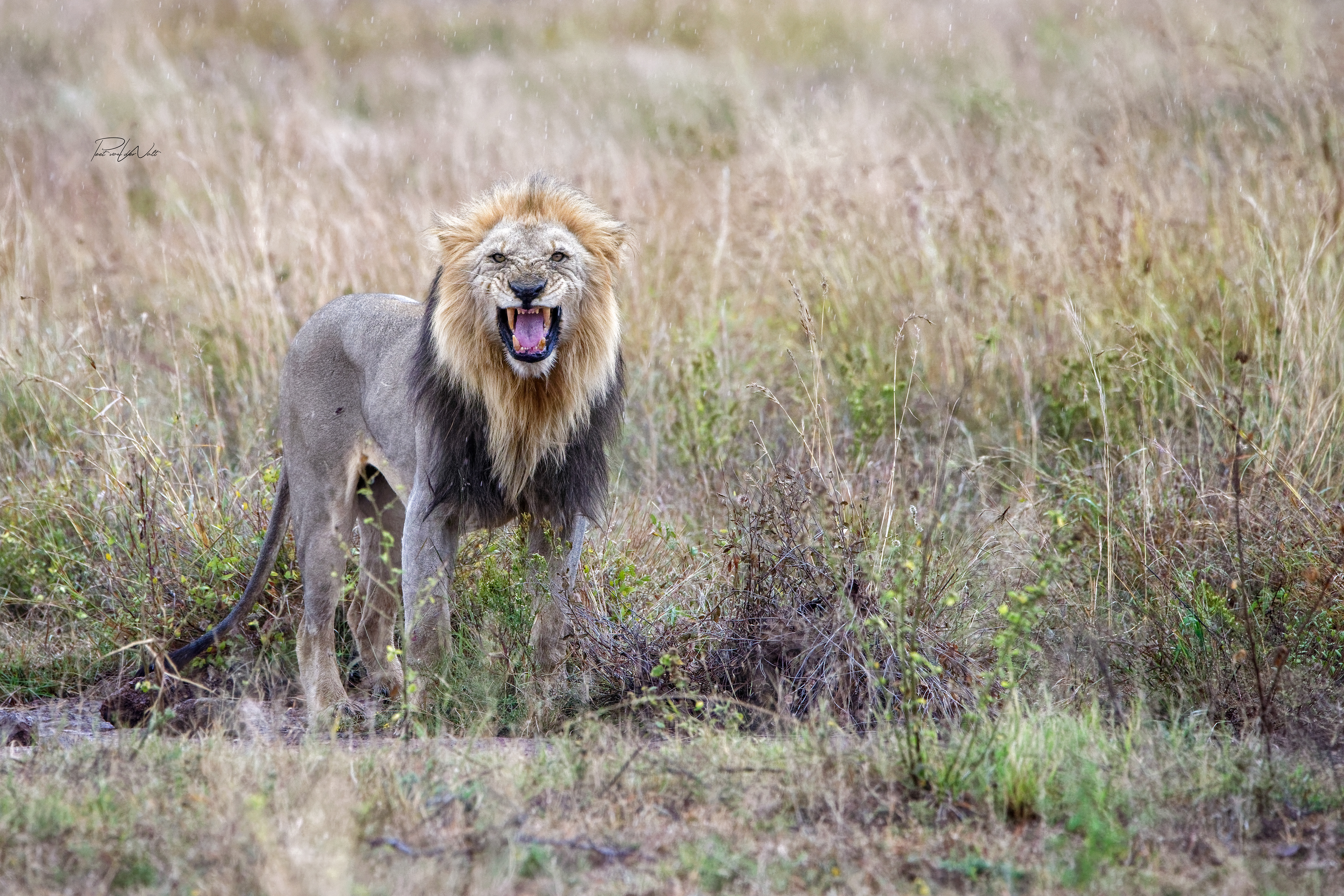 Lion Flehmen grin - Pilanesberg