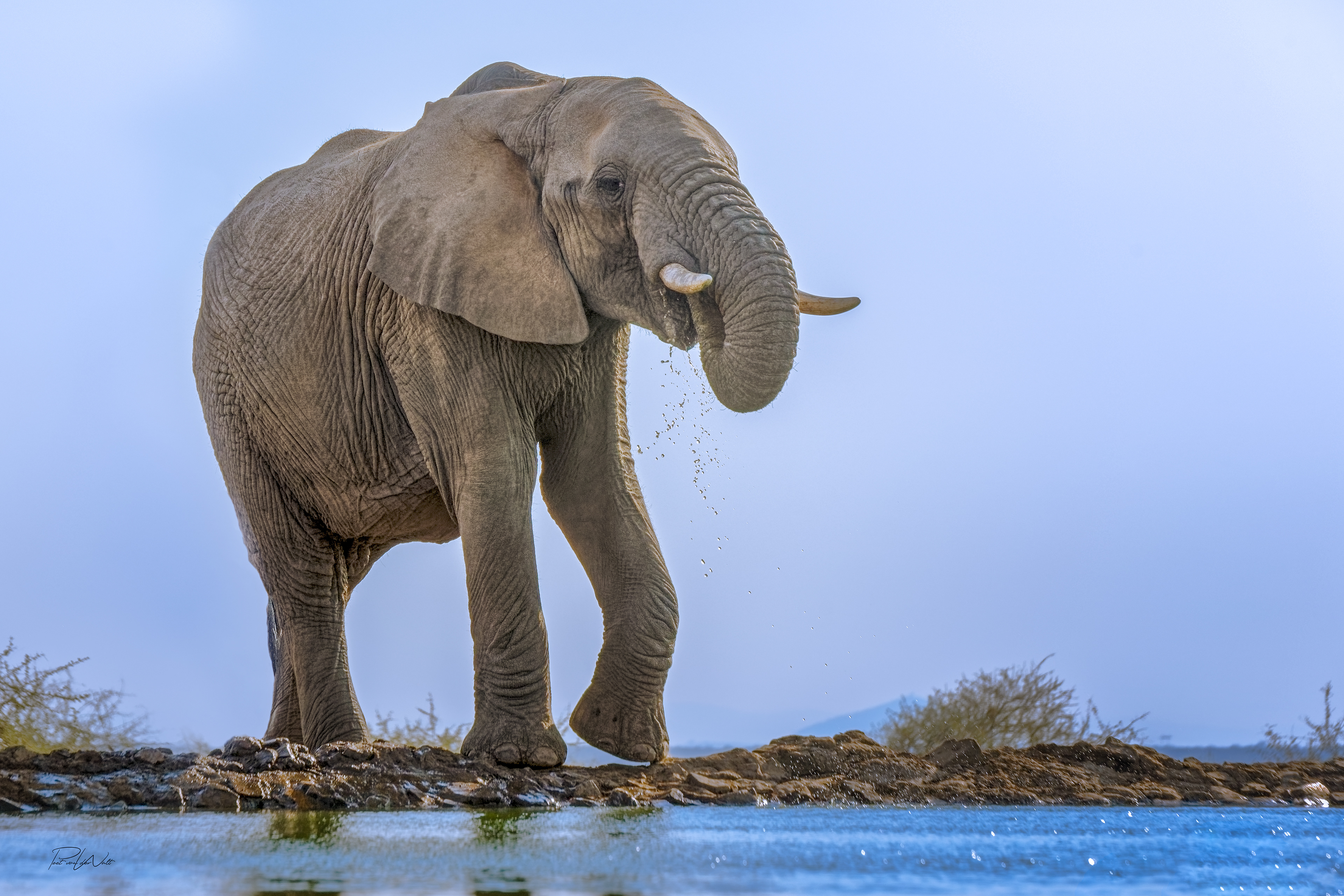 Elephant at the water - Late afternoon - Madikwe