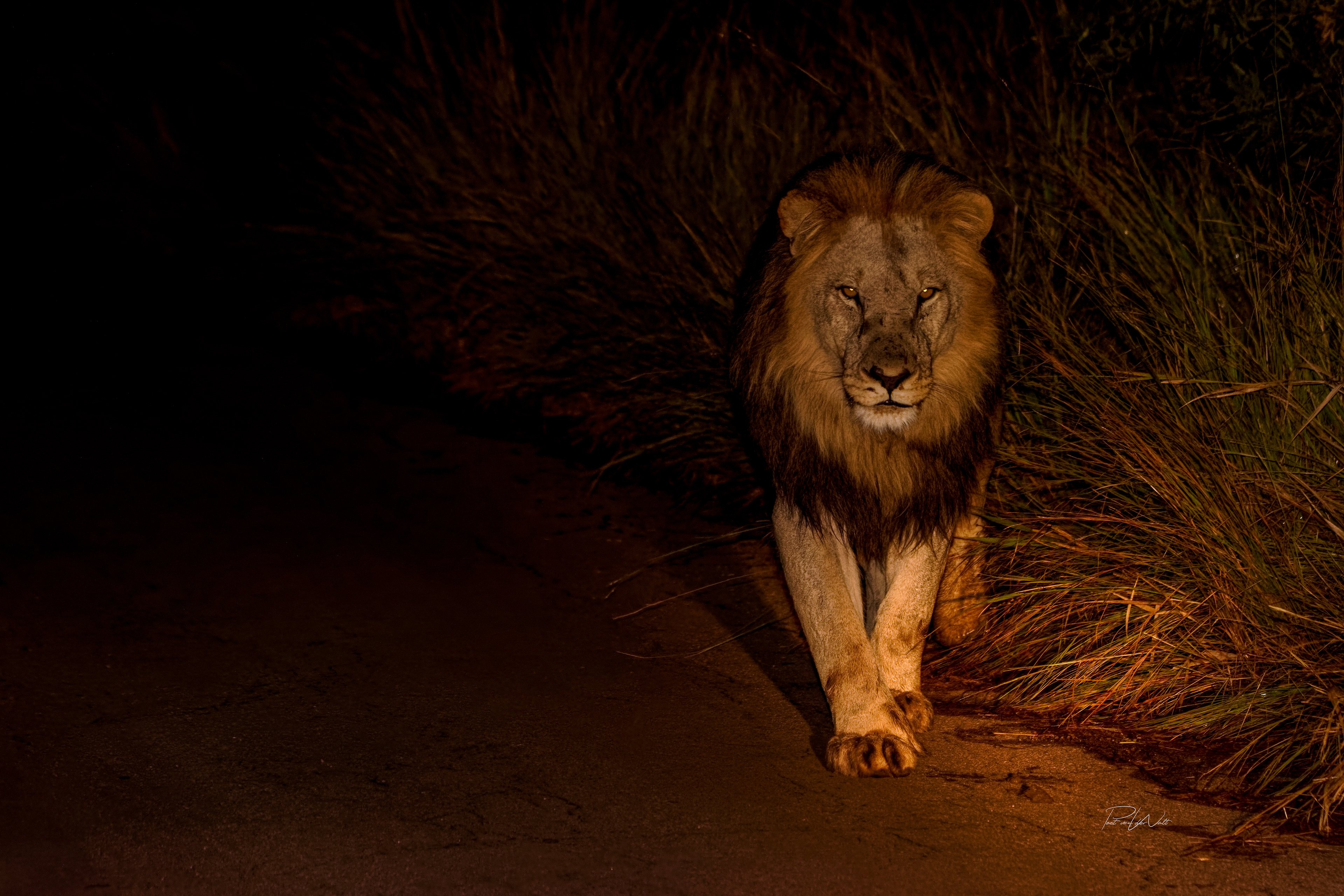 Lion at night - Pilanesberg