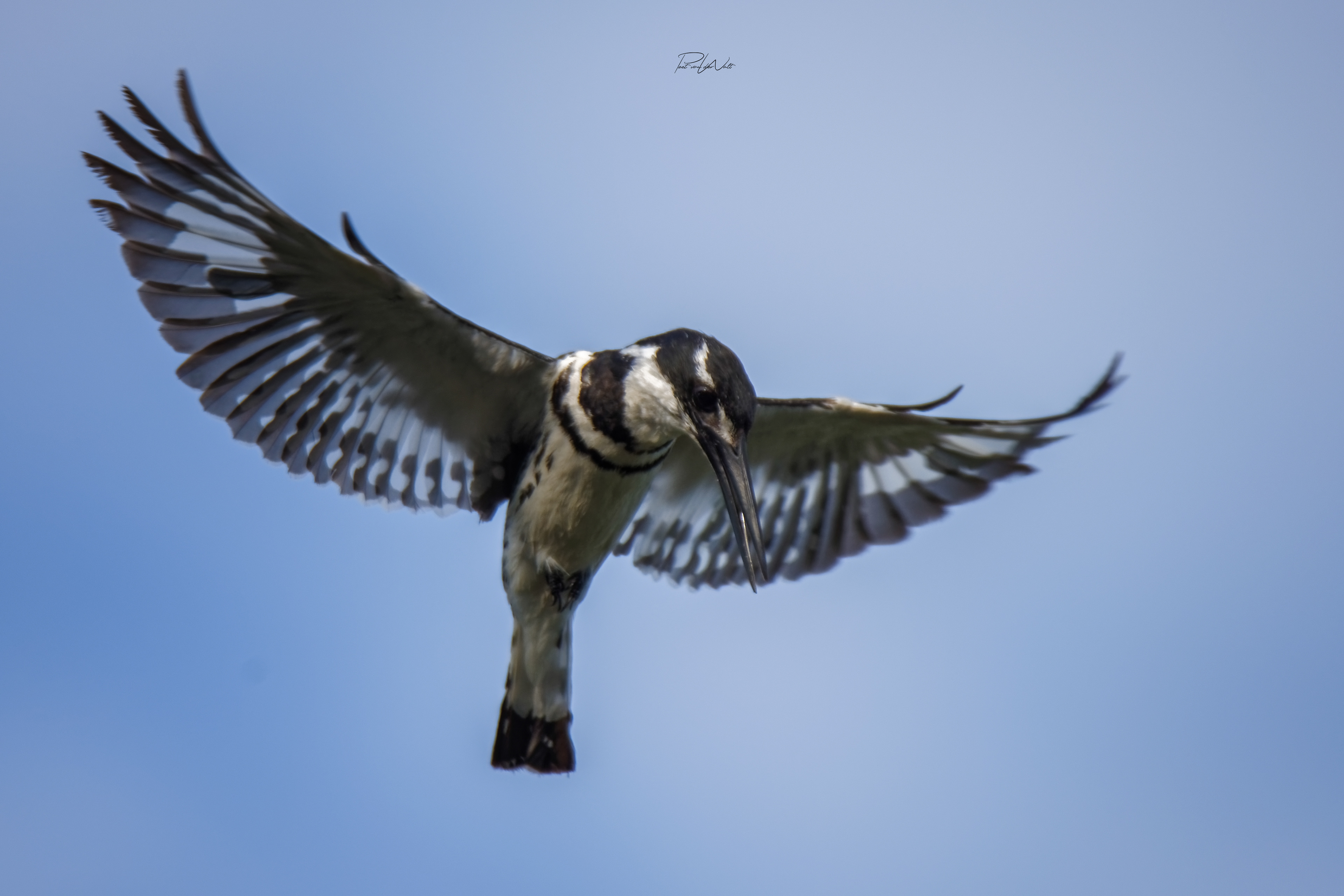Hovering Pied Kingfisher - Madikwe