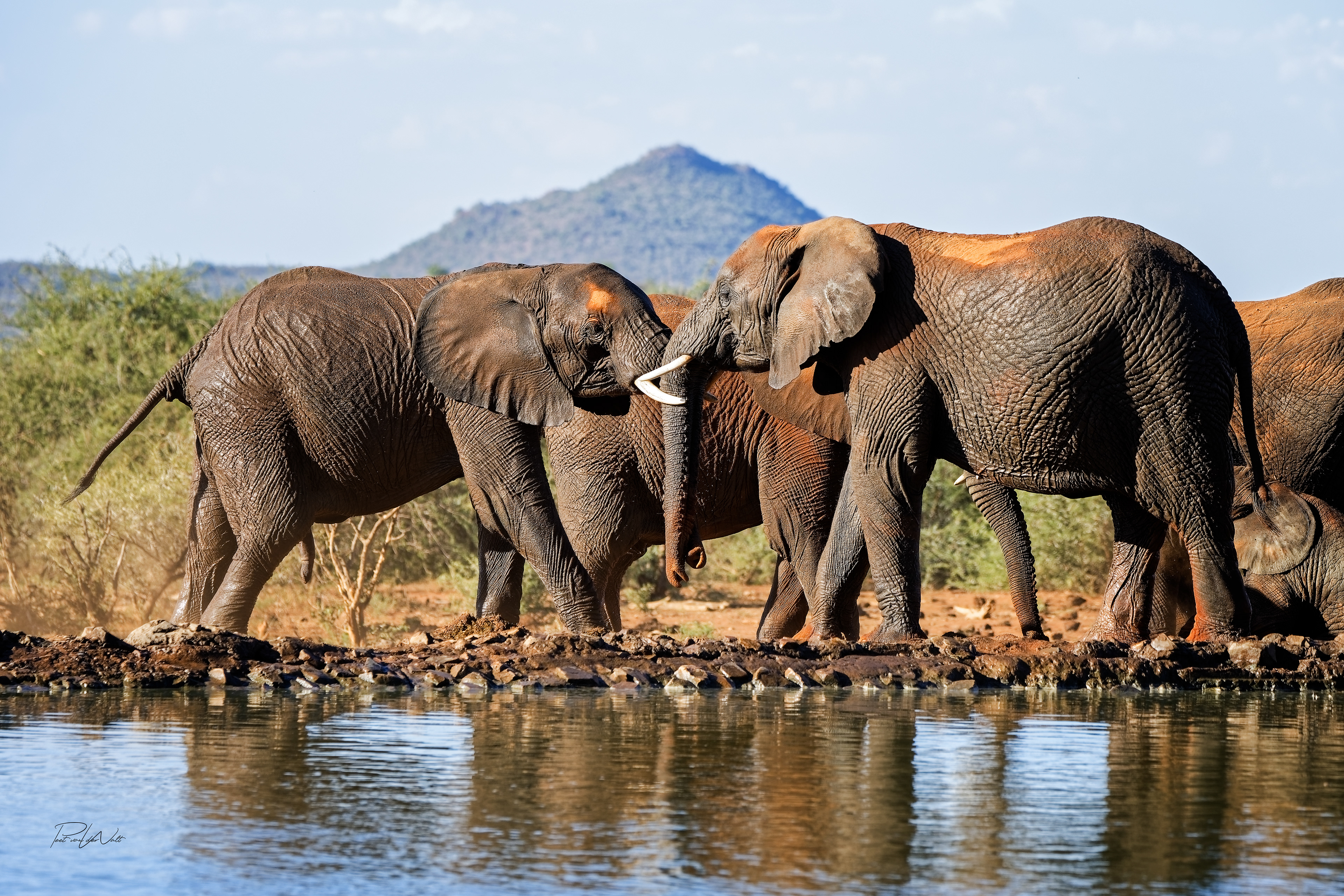 Youngster's tussle - Madikwe