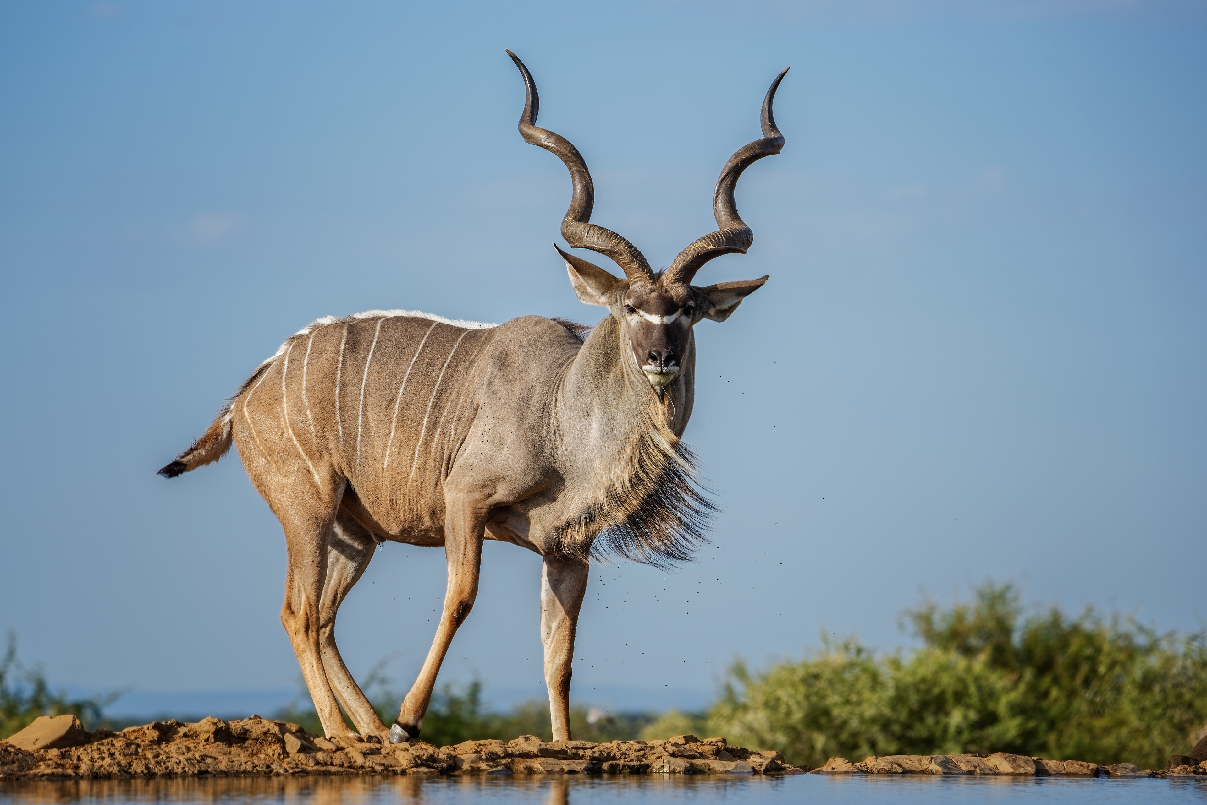 Kudu Bull 3 - Madikwe