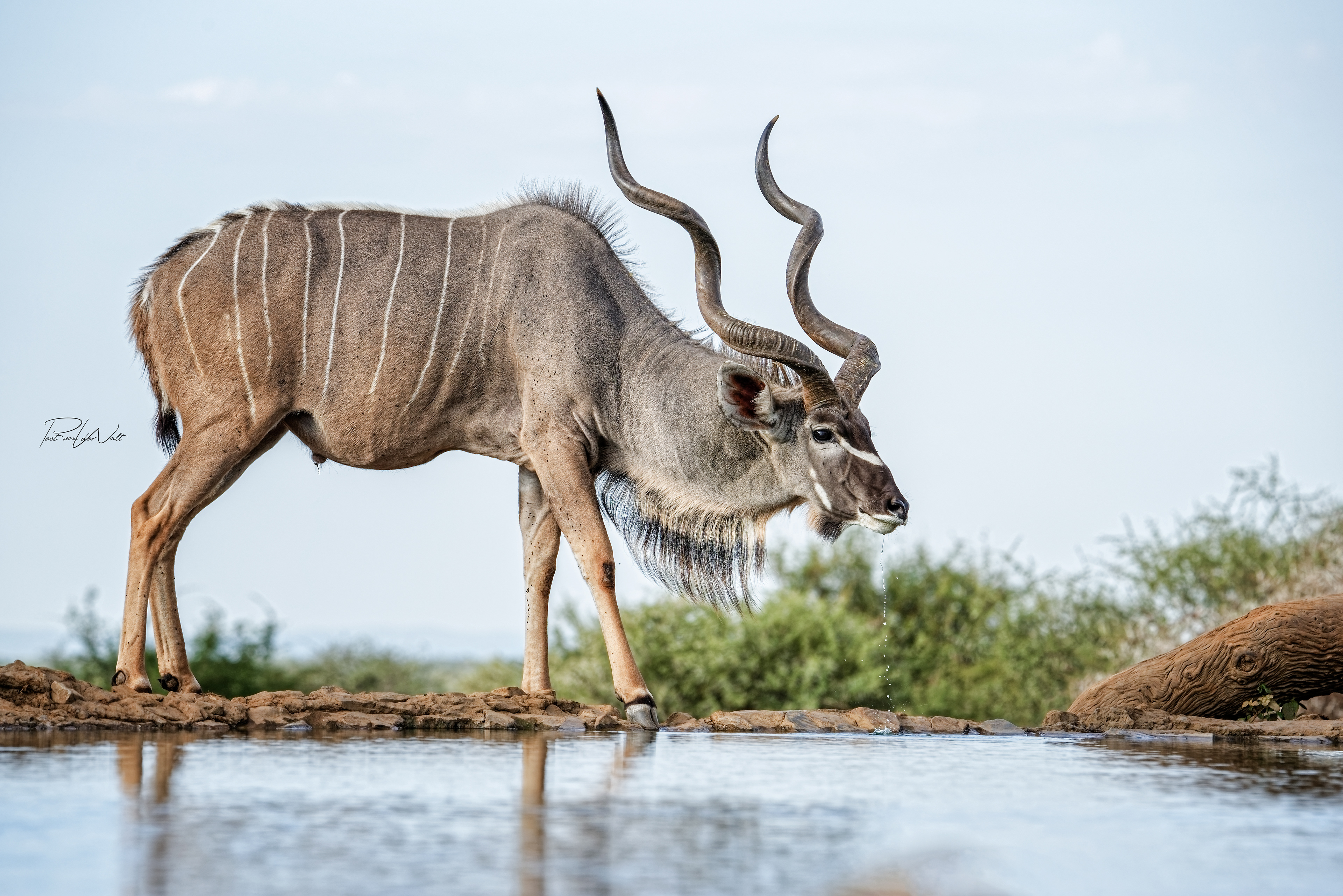 Kudu Bull - Madikwe